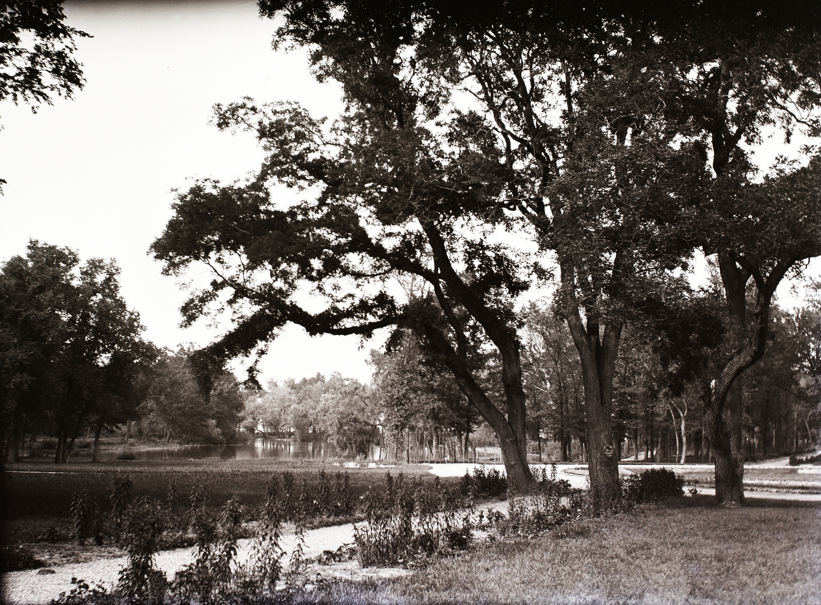 1909, Zichy, park, Fortepan #84130