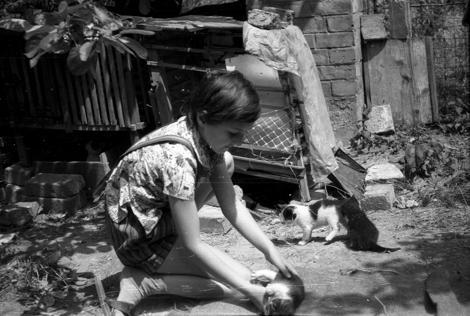 1969, Varga Dóra, cat, Fortepan #84191