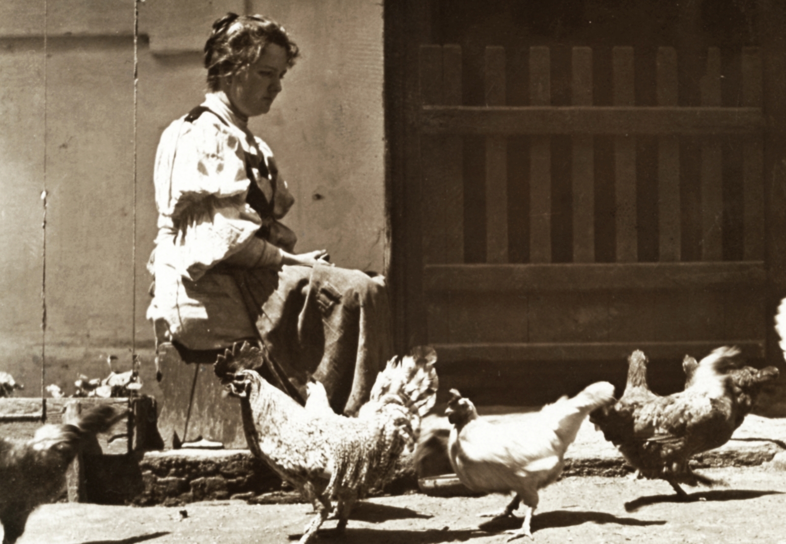 1902, Morvay Kinga, Vértes Károly, poultry, shelling corn, Fortepan #84308