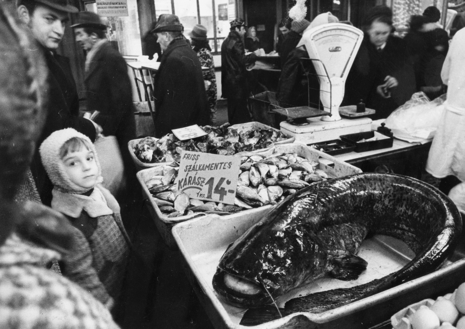Hungary, Budapest IX., Fővám (Dimitrov) tér, Központi Vásárcsarnok., 1976, Magyar Hírek folyóirat, market, genre painting, fish, Budapest, crucian, catfish, scale, price tag, Fortepan #84628
