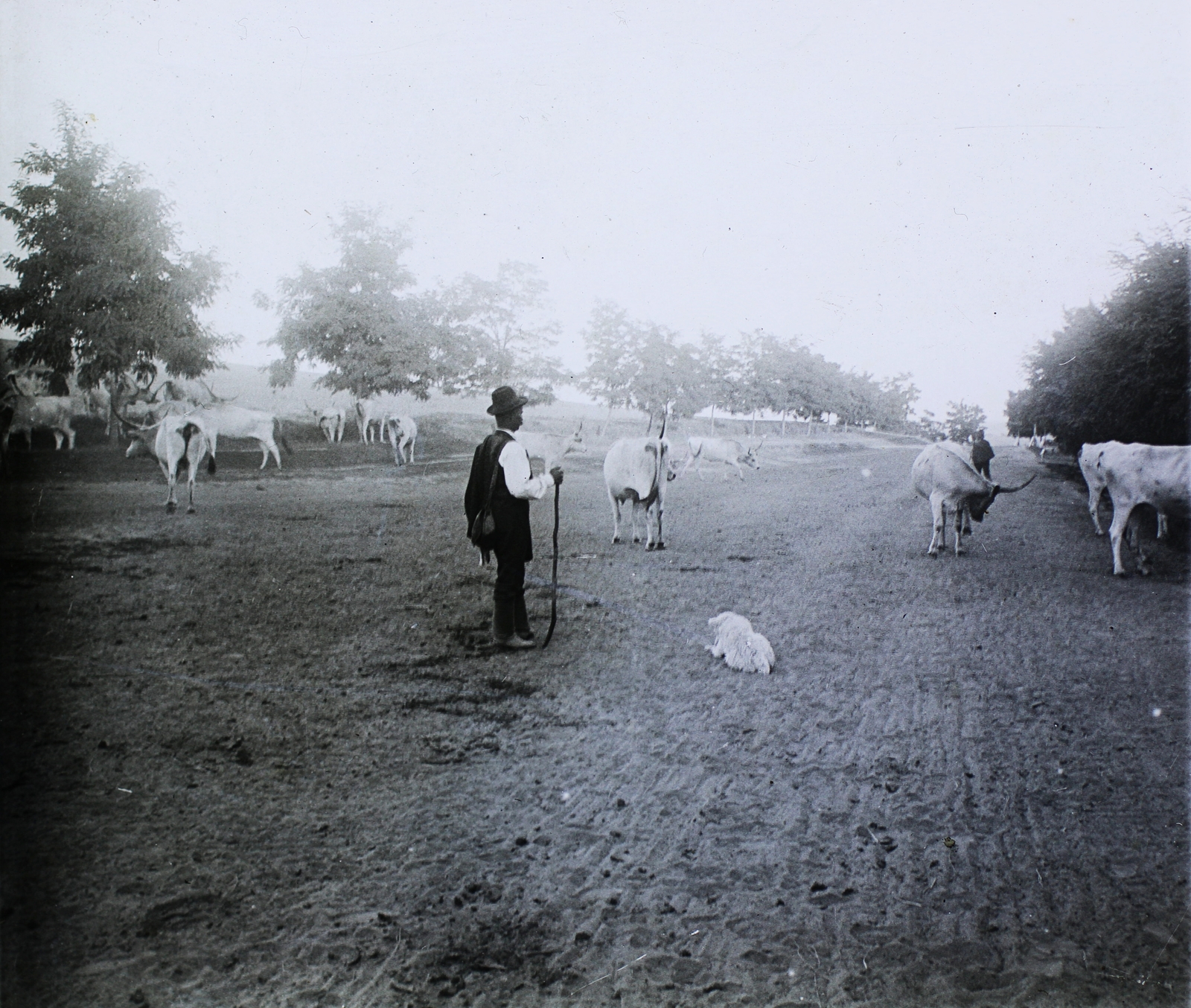 1905, Bejczy Sándor, shepherd, dog, Hungarian grey cattle, shepherd dog, cattle, cowboy, shepherd's crook, pasture, Fortepan #85077