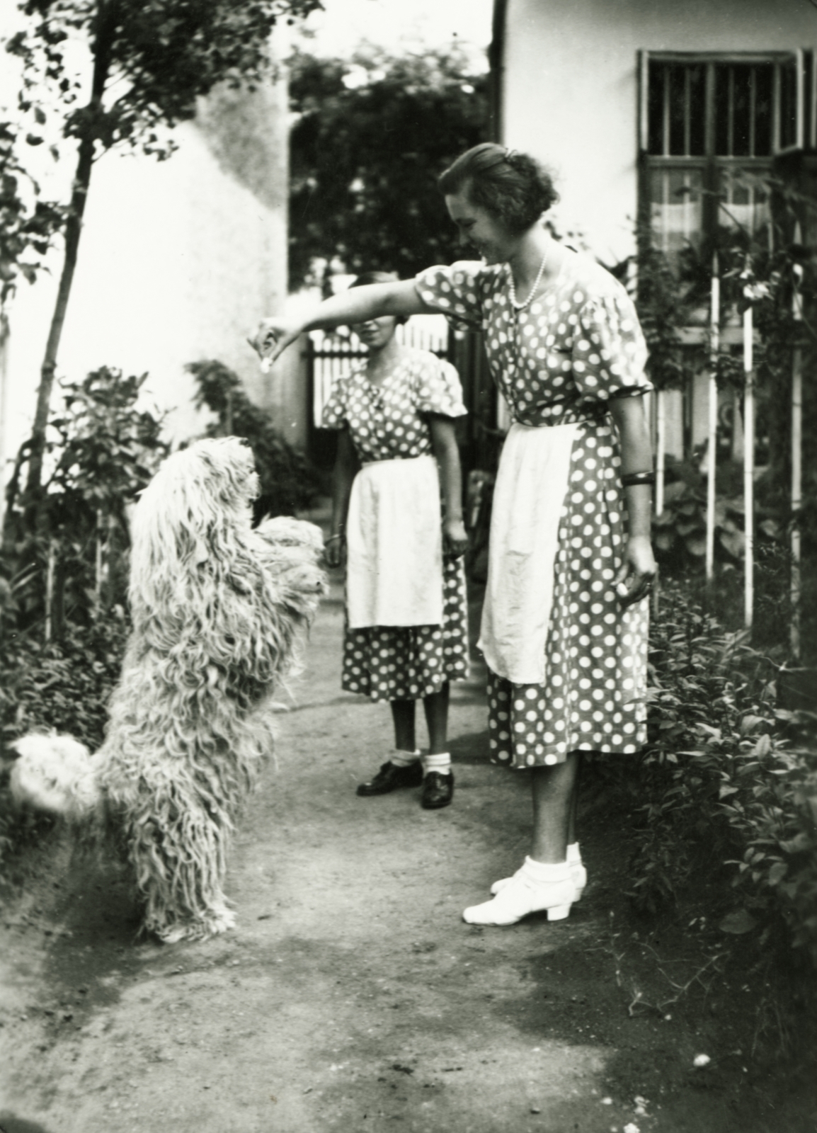 1935, Császy Alice, dog, Fortepan #85175