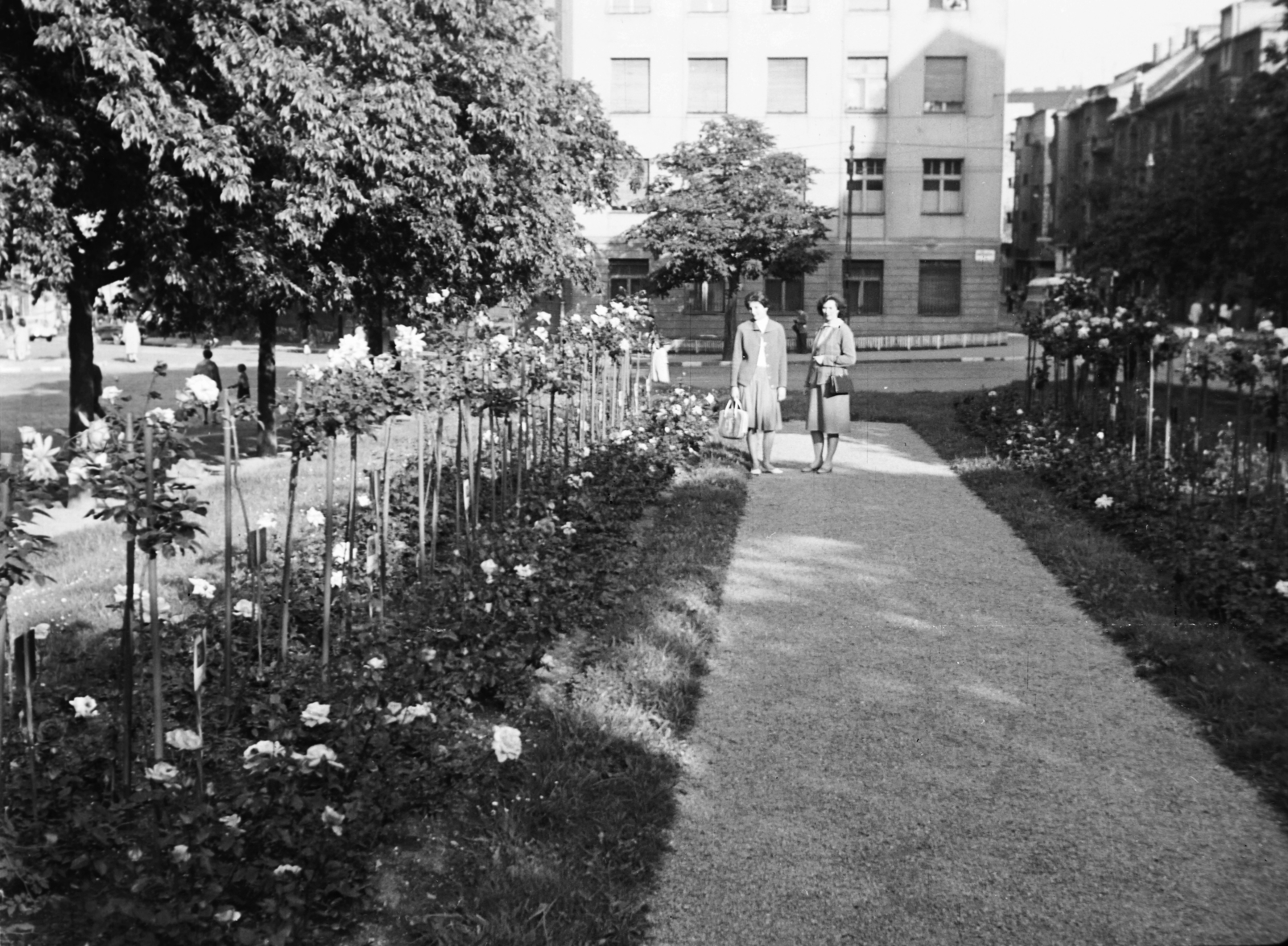 Hungary, Budapest XII., Királyhágó (Joliot-Curie) tér, Nemzetközi Rózsakert., 1963, Császy Alice, Budapest, Fortepan #85221