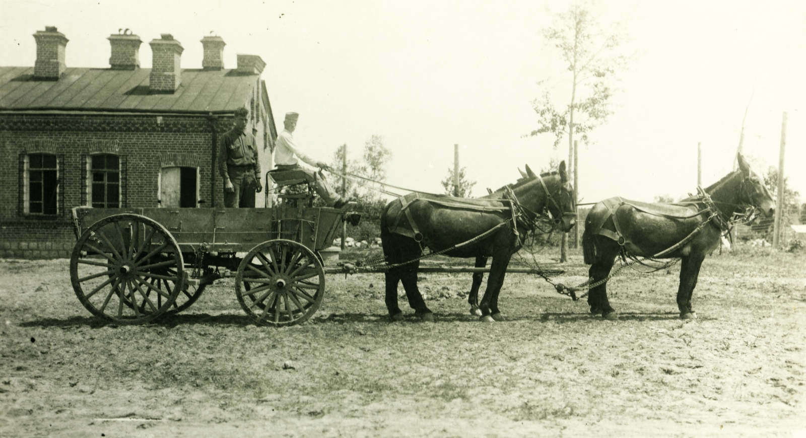 1916, Lőw Miklós, mule, Fortepan #85350