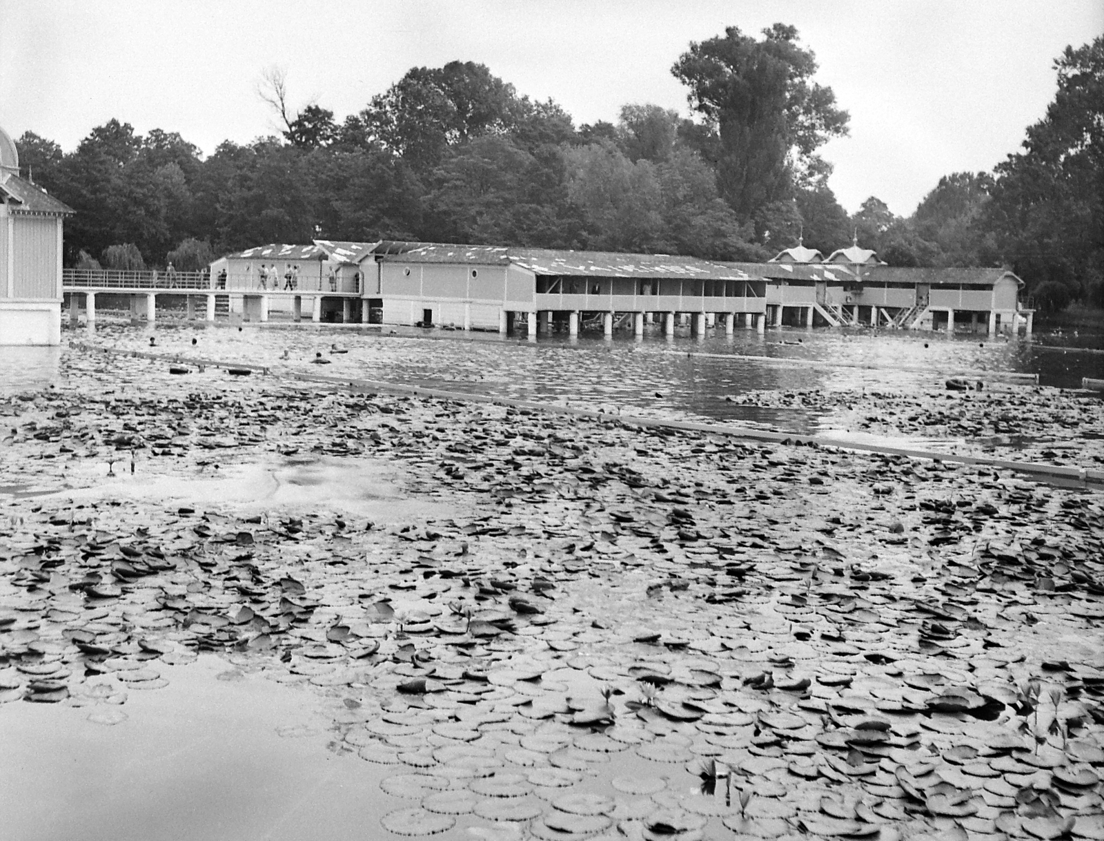 Hungary, Hévíz, Tófürdő., 1962, Gyöngyi, beach, water lily, Fortepan #8652