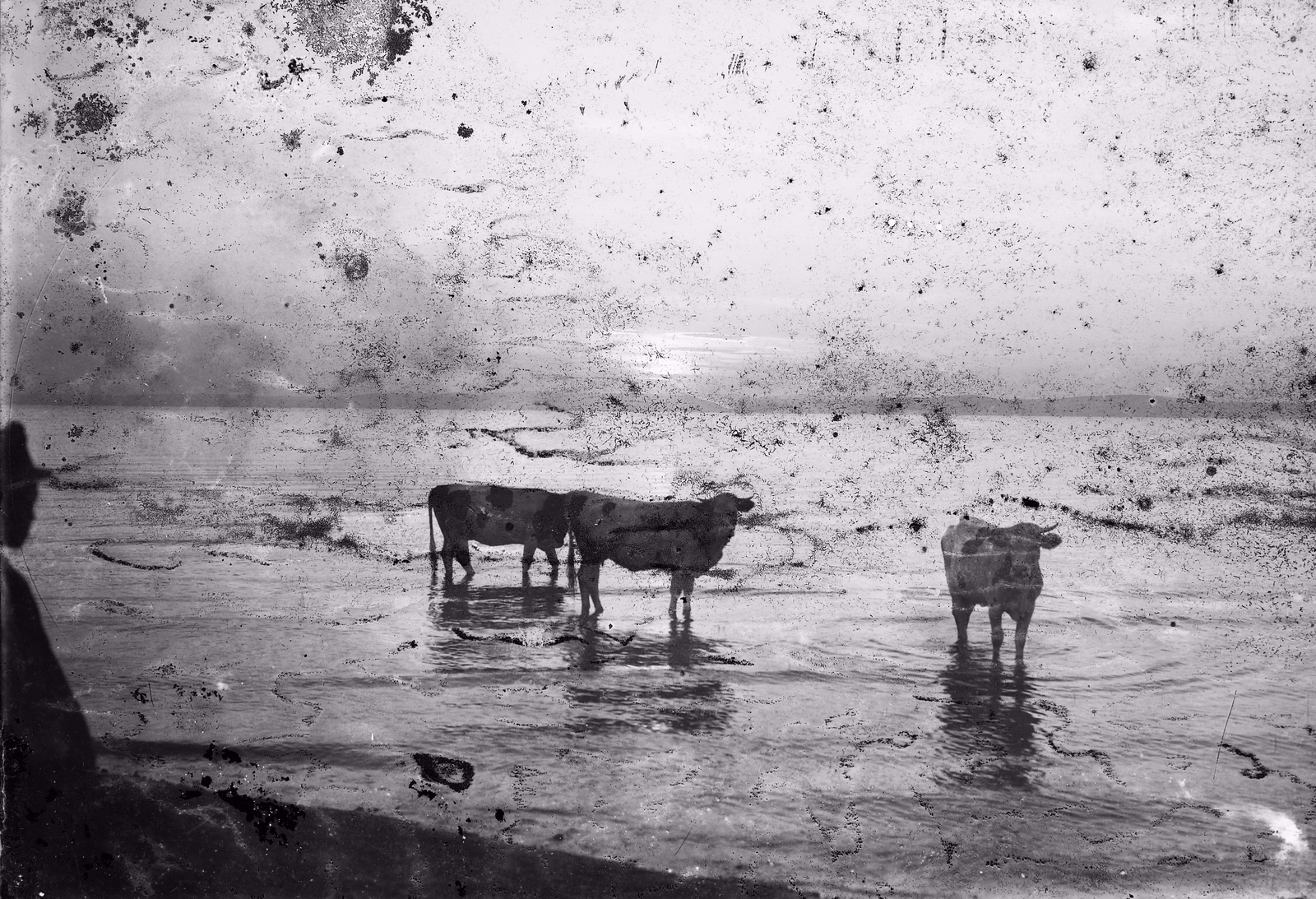 Magyarország,Balaton, 1908, Magyar Földrajzi Múzeum / Erdélyi Mór cége, szarvasmarha, Fortepan #86559