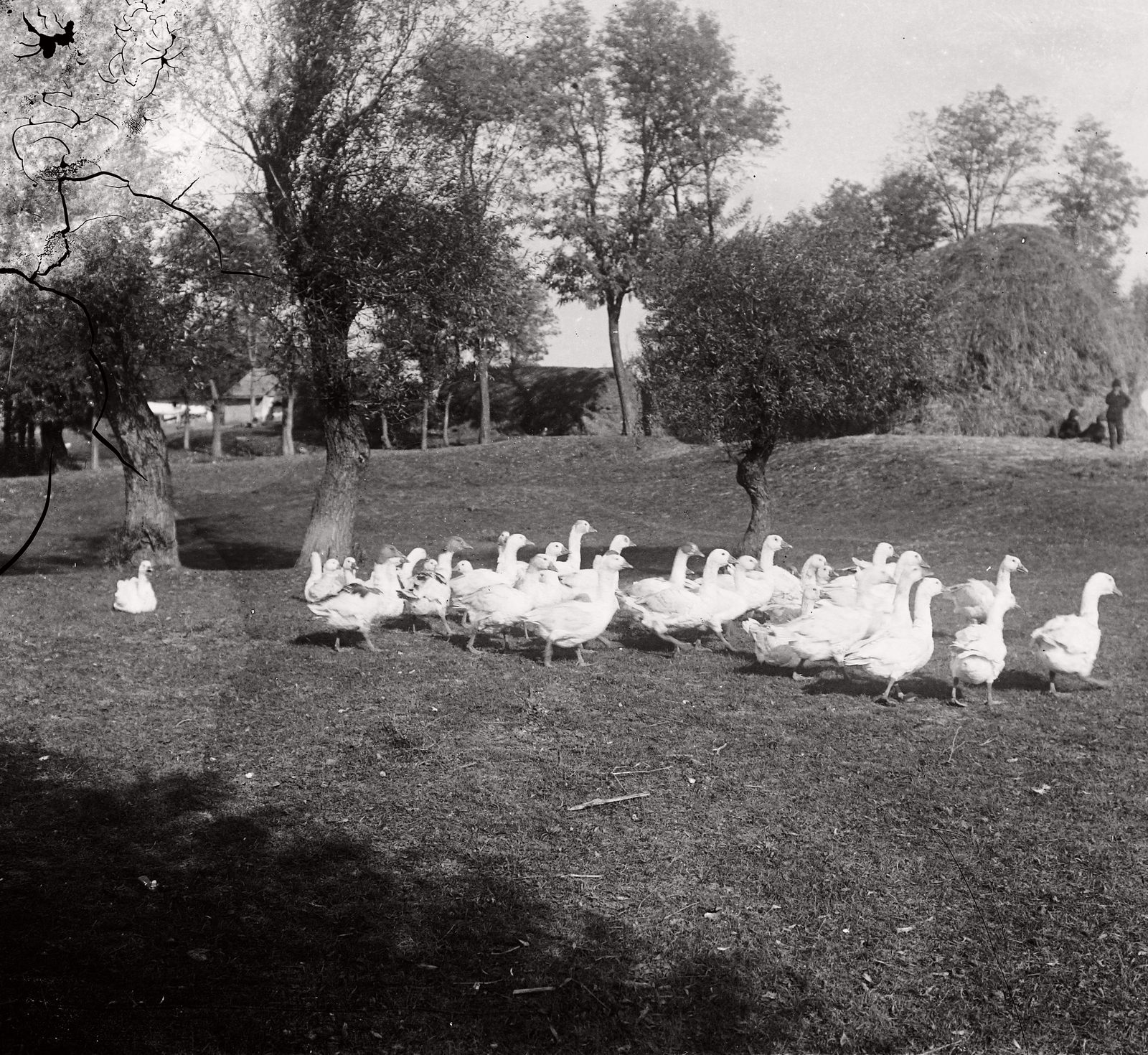 1908, Magyar Földrajzi Múzeum / Erdélyi Mór cége, goose, Fortepan #86811