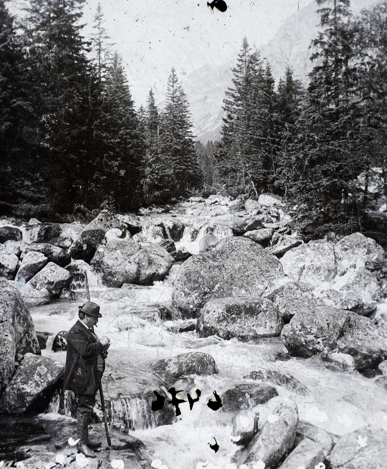 Slovakia,High Tatras, Starý Smokovec, Tar-patak., 1911, Magyar Földrajzi Múzeum / Erdélyi Mór cége, woods, Tatra Mountains, Fortepan #86841