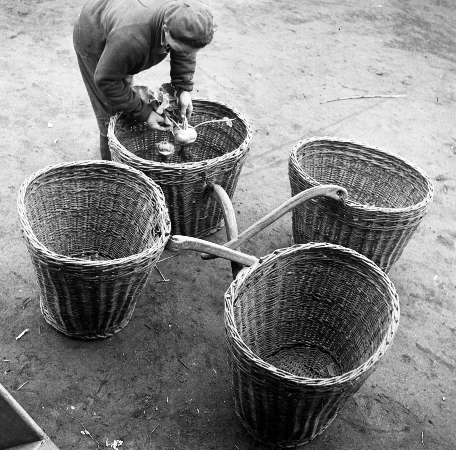 Hungary, Szigetszentmiklós, magánkertészet., 1970, Urbán Tamás, basket, wickerwork, vegetables, Fortepan #87271