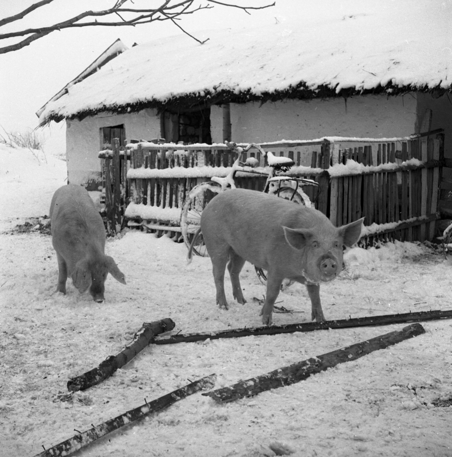 Magyarország, Jászkarajenő, tanya a település közelében., 1971, Urbán Tamás, kerékpár, tél, udvar, sertés, léckerítés, Fortepan #87278