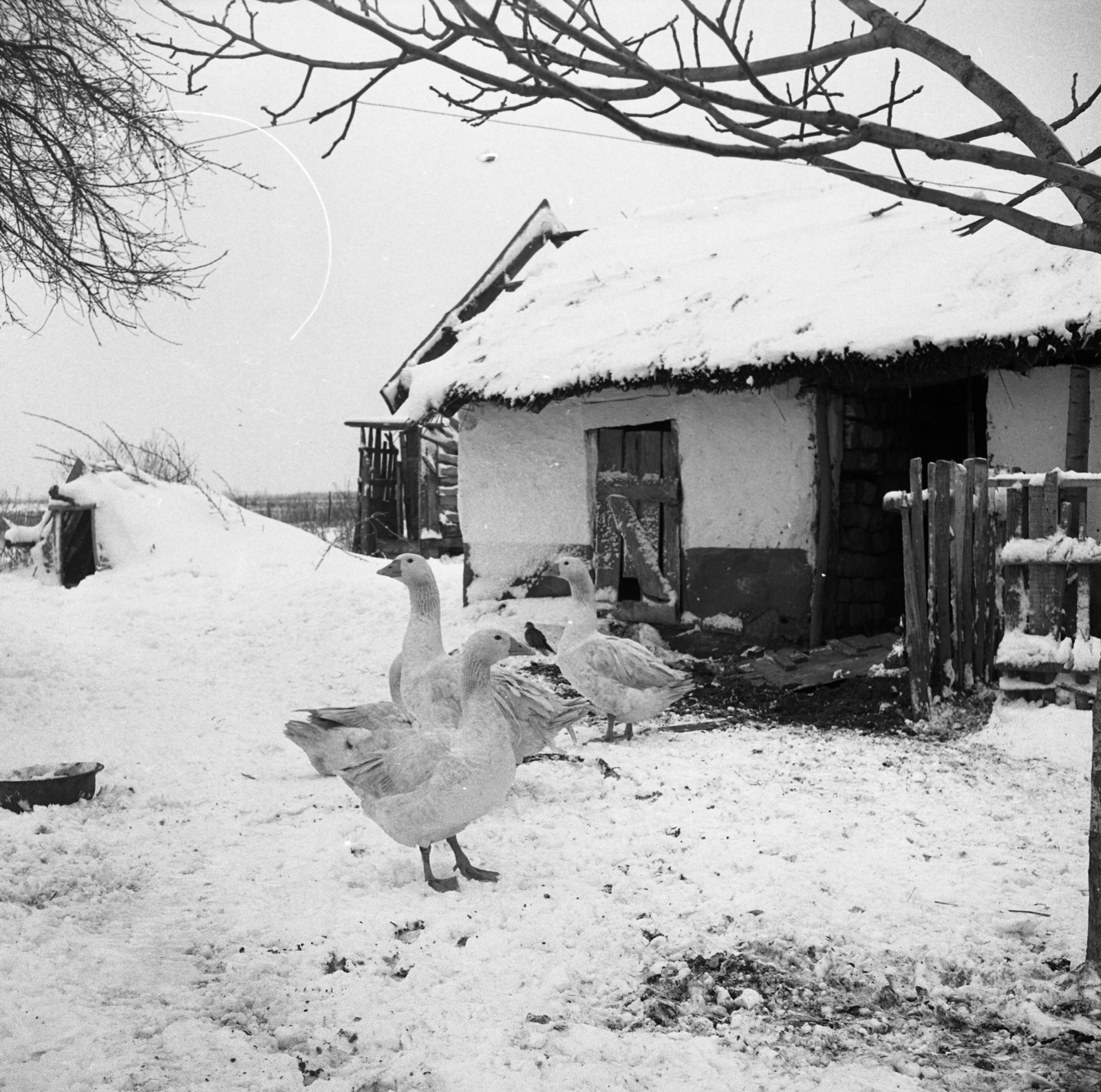 Hungary, tanya a település közelében., 1971, Urbán Tamás, winter, yard, thatch roof, lath fence, goose, Fortepan #87279