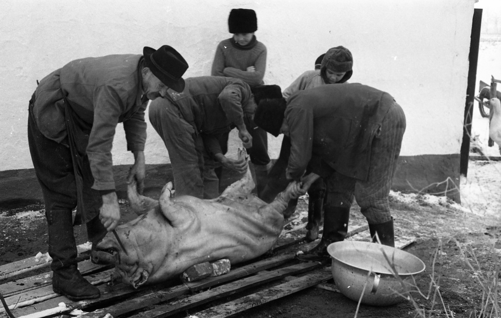 Magyarország, Jászkarajenő, tanya a település közelében., 1971, Urbán Tamás, kalap, tél, férfiak, sertés, állatvágás, fiú, kucsma, kötény, vájdling, csizma, kés, Fortepan #87281
