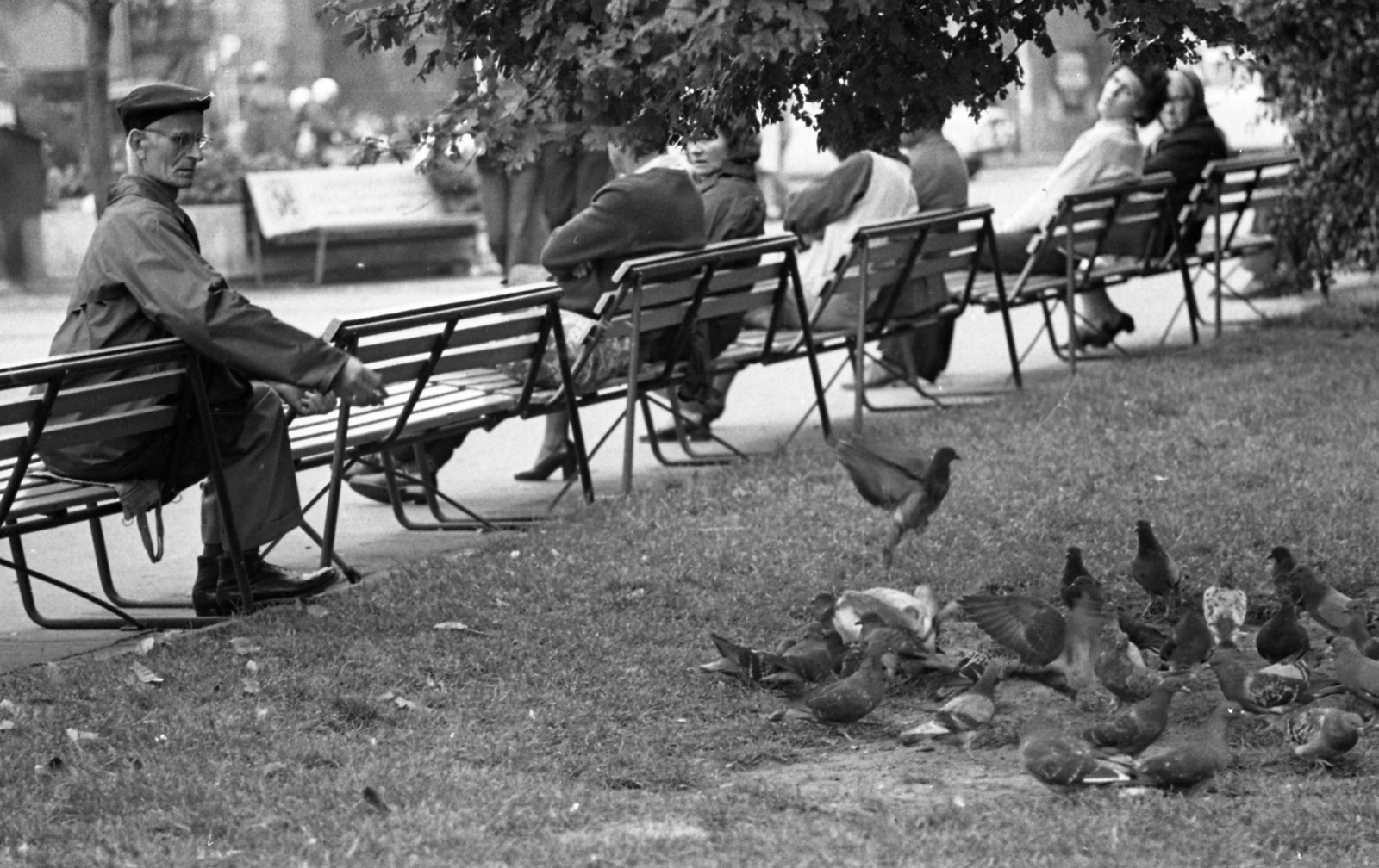 Hungary, Budapest VIII., Blaha Lujza tér., 1974, Urbán Tamás, dove, Budapest, bird feeding, bench, Fortepan #87291