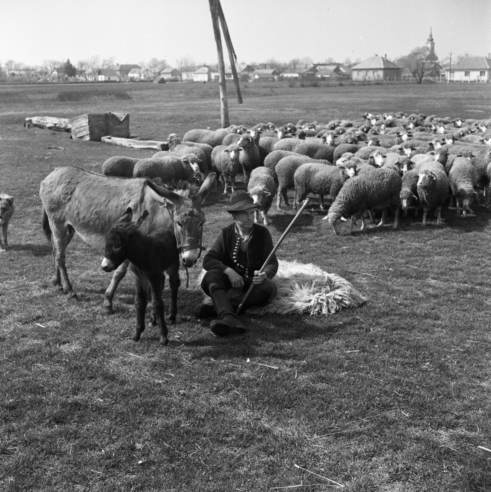 Magyarország, Kocsér, juhász a község határában., 1971, Urbán Tamás, szamár, juh, Fortepan #87321