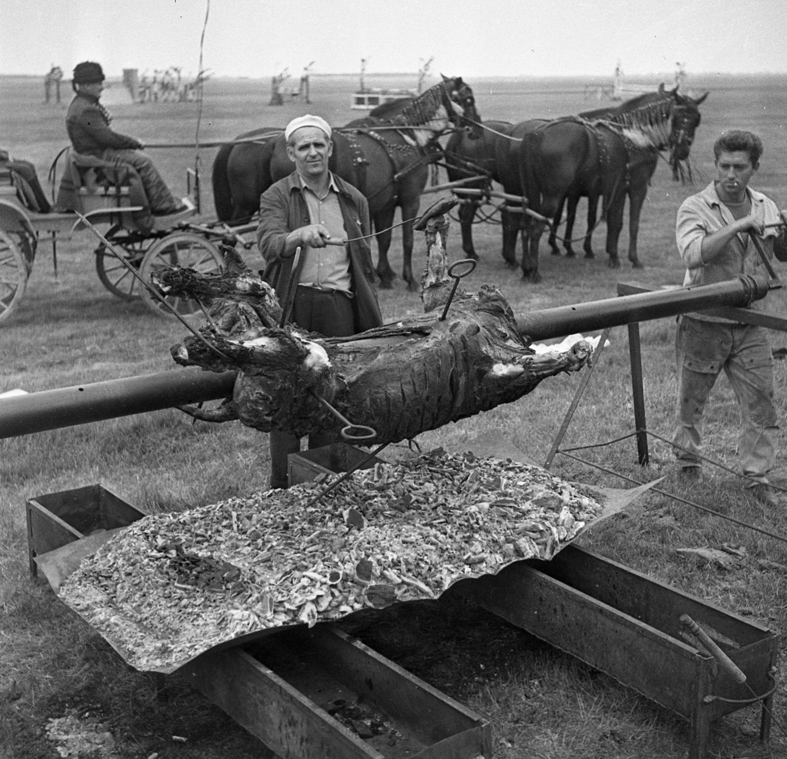 Hungary, Apaj, Apajpuszta., 1971, Urbán Tamás, ox roasting, Fortepan #87380