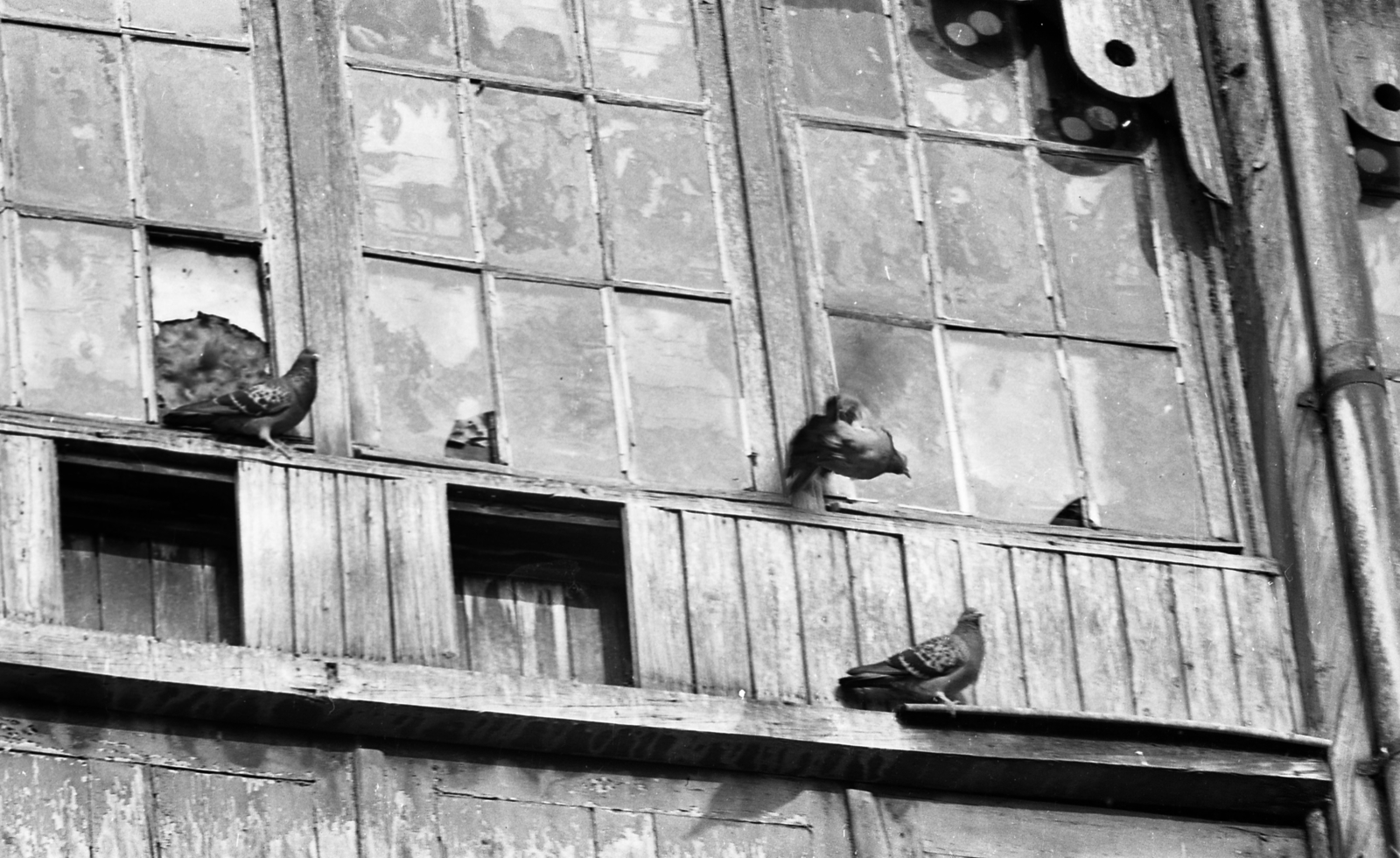 Franciaország, Párizs, Rue Lepic 77-91., 1971, Urbán Tamás, ablak, galamb, Fortepan #87481