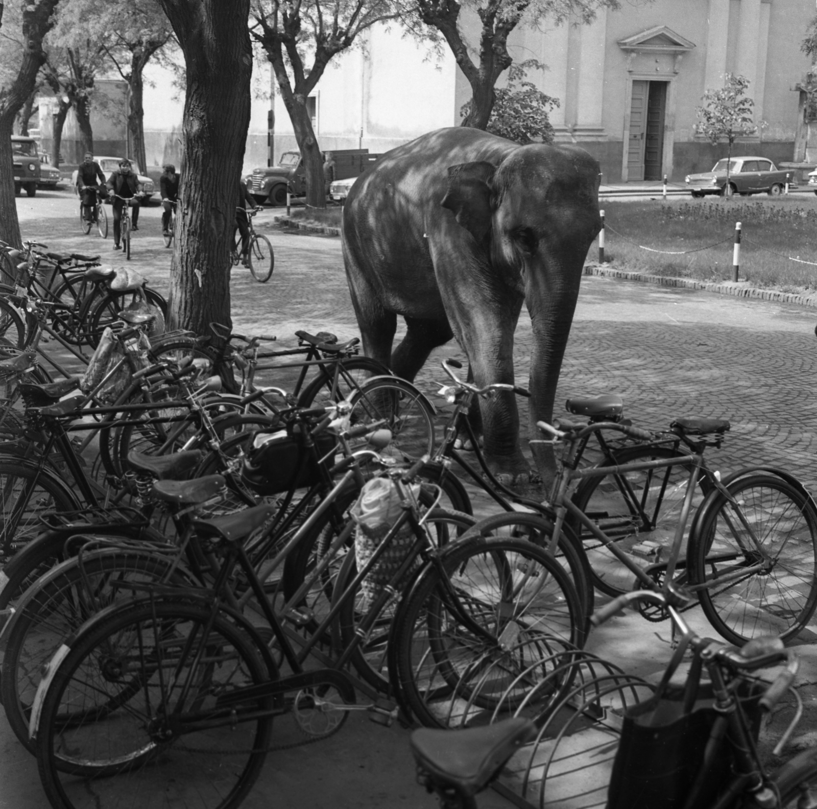 Magyarország, Cegléd, Kossuth tér. Lilla, az Apollo 72 Cirkusz elefántja reklámkörúton a városban., 1972, Urbán Tamás, kerékpár, elefánt, kerékpár tároló, Fortepan #87646