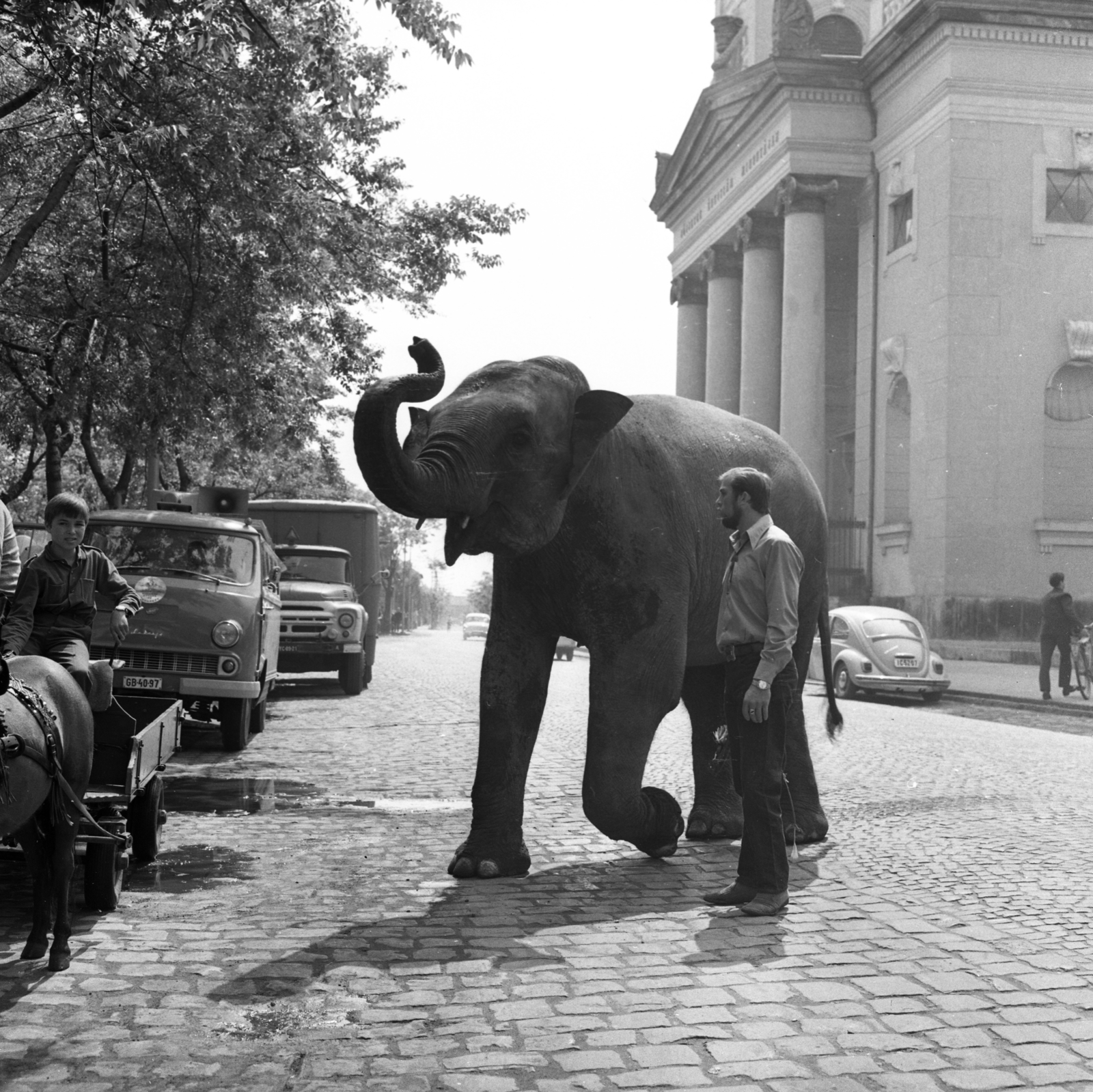 Hungary, Cegléd, Szabadság tér, háttérben a református templom. Lilla, az Apollo 72 Cirkusz elefántja reklámkörúton a városban., 1972, Urbán Tamás, Soviet brand, GAZ-brand, square, commercial vehicle, street view, elephant, cobblestones, automobile, Volkswagen Beetle, protestant, long collar, Fortepan #87647