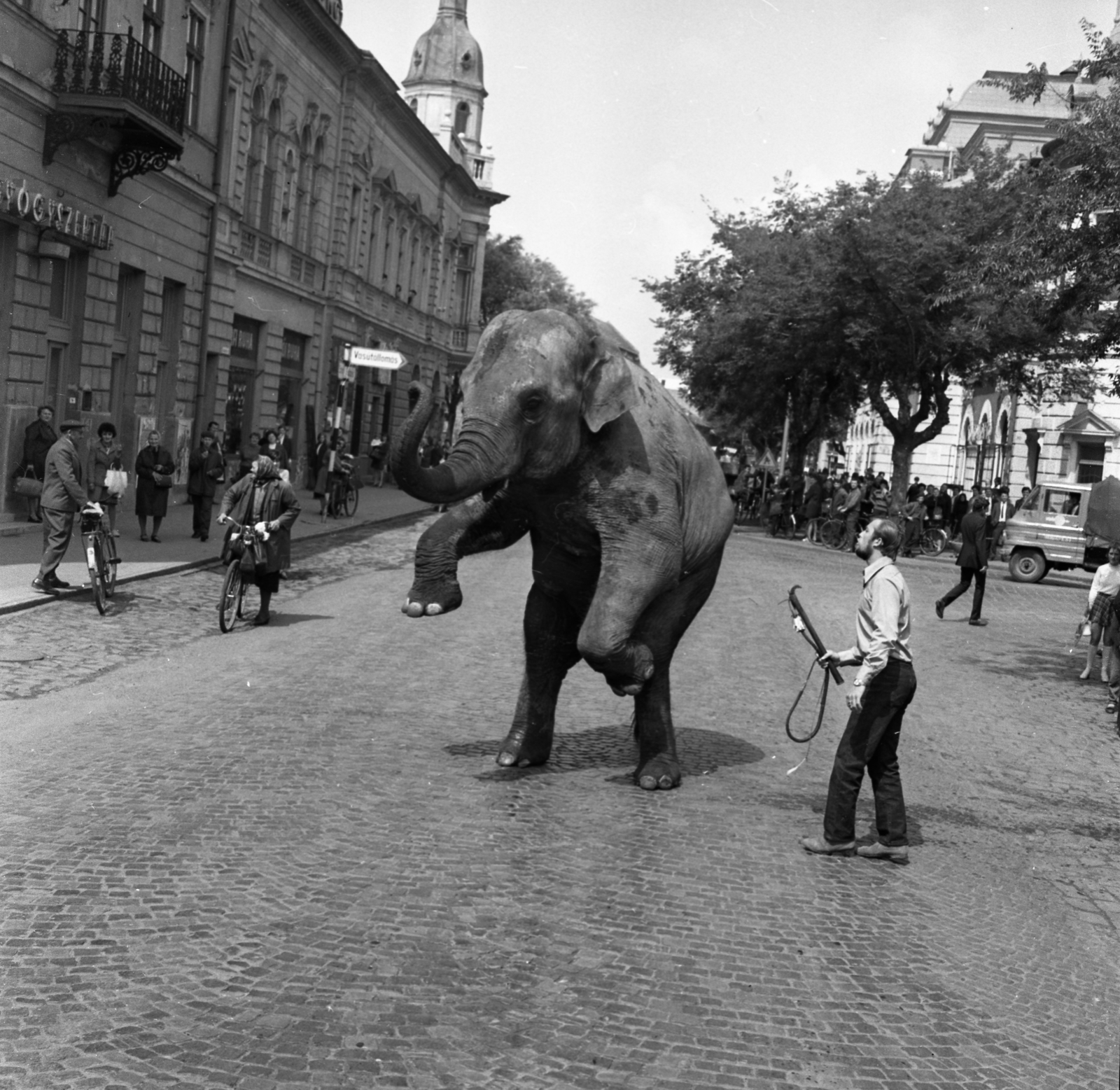 Magyarország, Cegléd, Szabadság tér a Kossuth tér felé nézve. Lilla, az Apollo 72 Cirkusz elefántja reklámkörúton a városban., 1972, Urbán Tamás, kerékpár, felirat, járókelő, utcakép, elefánt, épület, mutatvány, ostor, állatidomár, Best of, Fortepan #87648