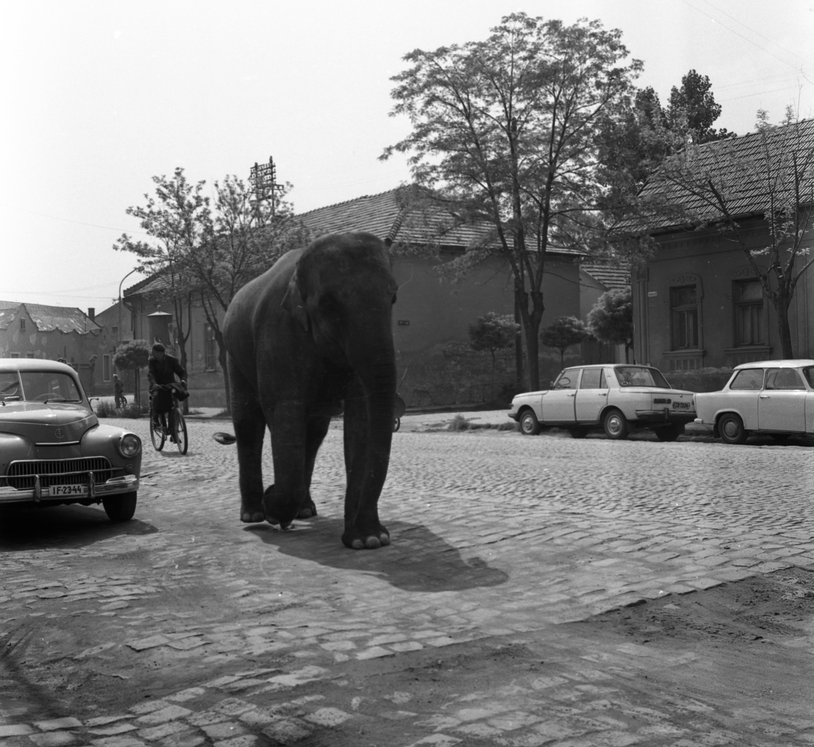 Magyarország, Cegléd, Kőrösi út, szemben a Víz utca torkolata. Lilla, az Apollo 72 Cirkusz elefántja reklámkörúton a városban., 1972, Urbán Tamás, kerékpár, Trabant-márka, Wartburg-márka, elefánt, automobil, FSO-márka, Fortepan #87650