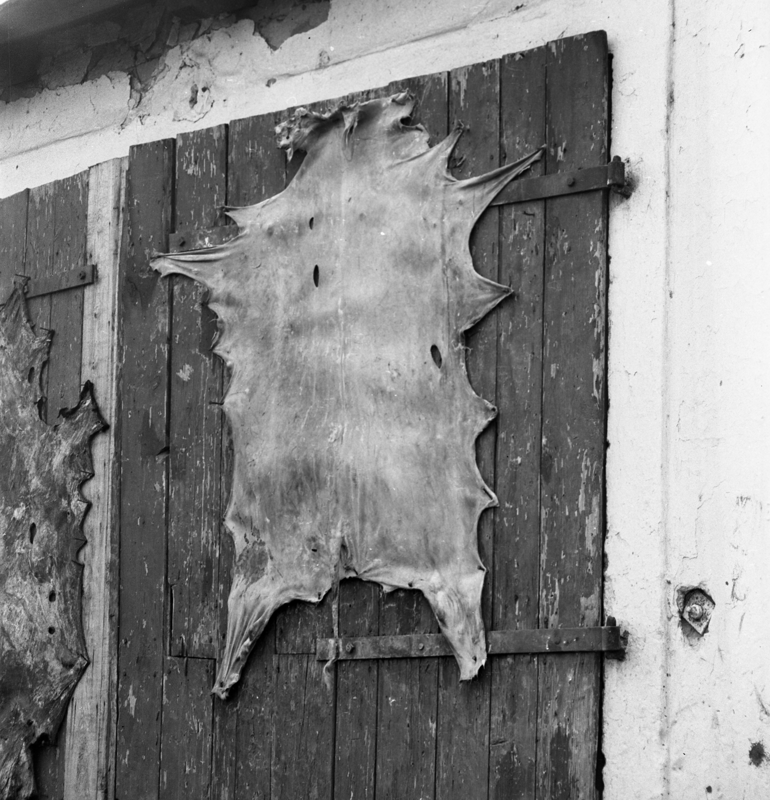1973, Urbán Tamás, hovel, stretched animal skin, leather tanning, Fortepan #88156