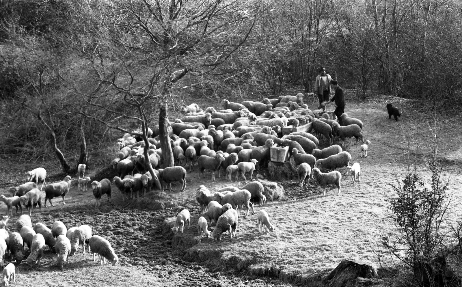 1973, Urbán Tamás, sheep, shepherd dog, shepherd, drinking, Fortepan #88294