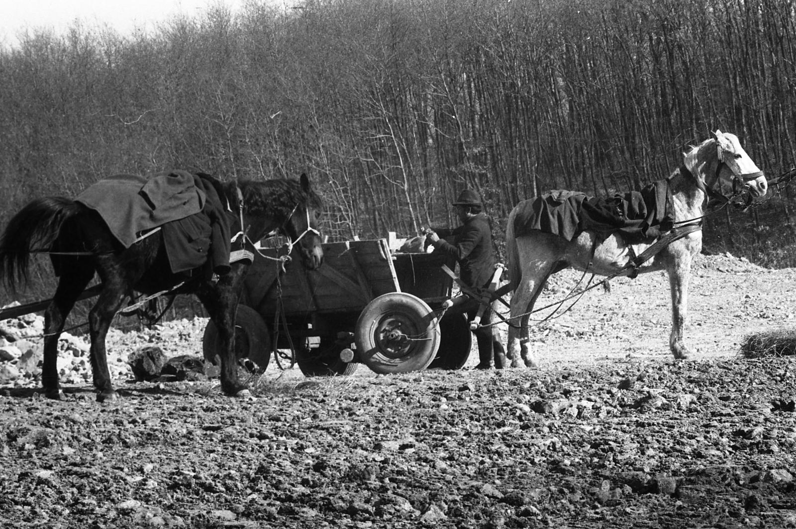 1973, Urbán Tamás, Horse-drawn carriage, Fortepan #88299