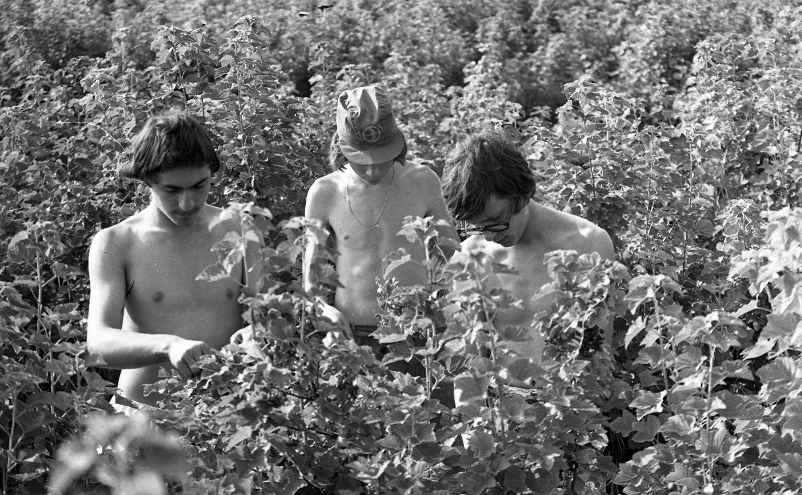 Hungary, Enying, a balatonaligai KISZ építőtábor lakói a Badacsonyi Állami Gazdaság alsótekeresi üzemegységében ribizlit szednek., 1974, Urbán Tamás, Fortepan #88444