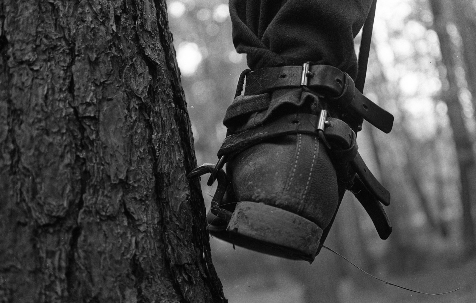 Magyarország, Sopron, Erdészeti, Faipari Szakközépiskola erdész tanulója mászóvassal., 1974, Urbán Tamás, Fortepan #88509