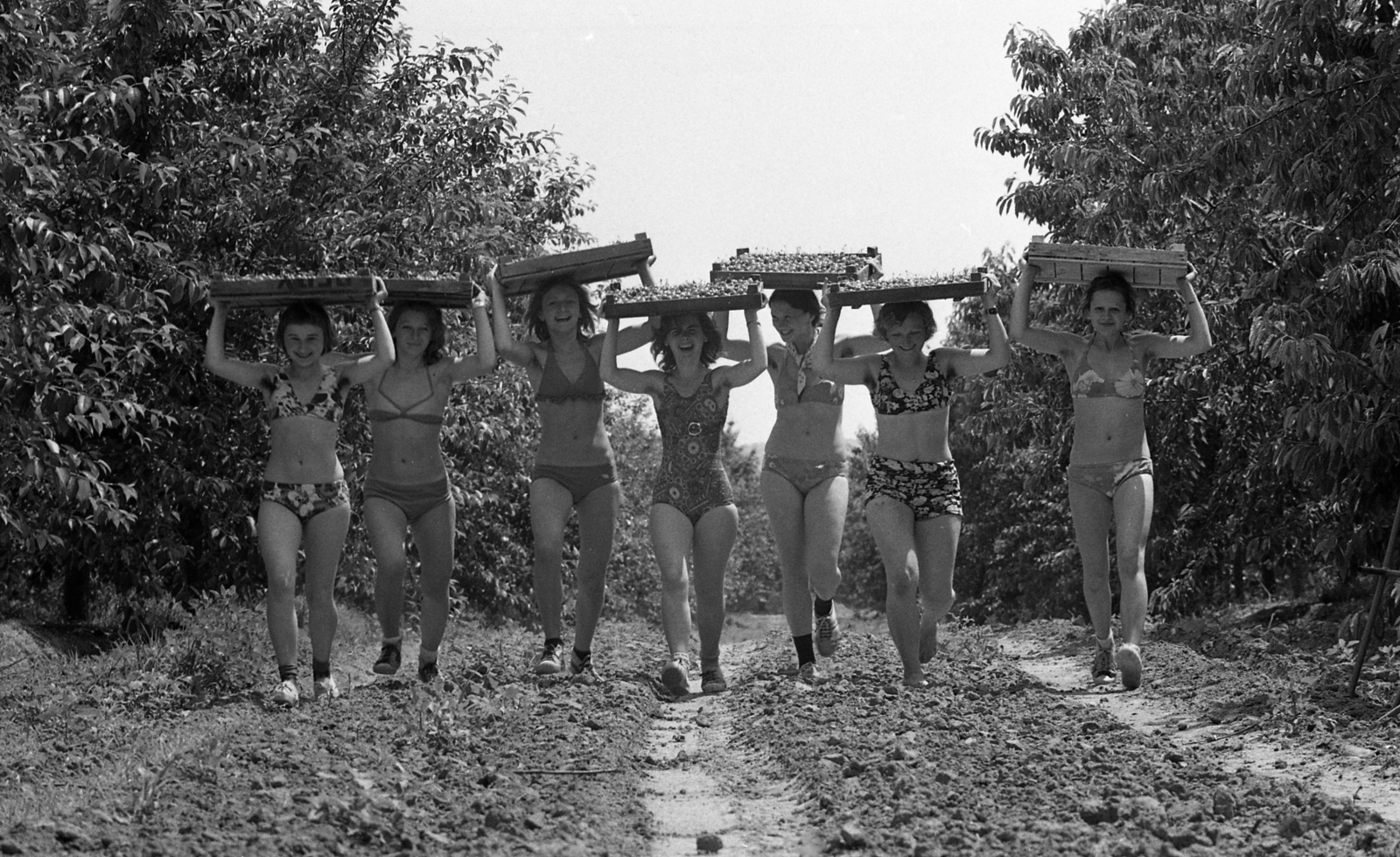 Magyarország, Lengyeltóti, a Kállai Éva KISZ-tábor lakói cseresznyeszedésen a helyi állami gazdaságban., 1974, Urbán Tamás, fürdőruha, gyümölcs, tornacipő, rekesz, építőtábor, kakukktojás, libasor, Fortepan #88534