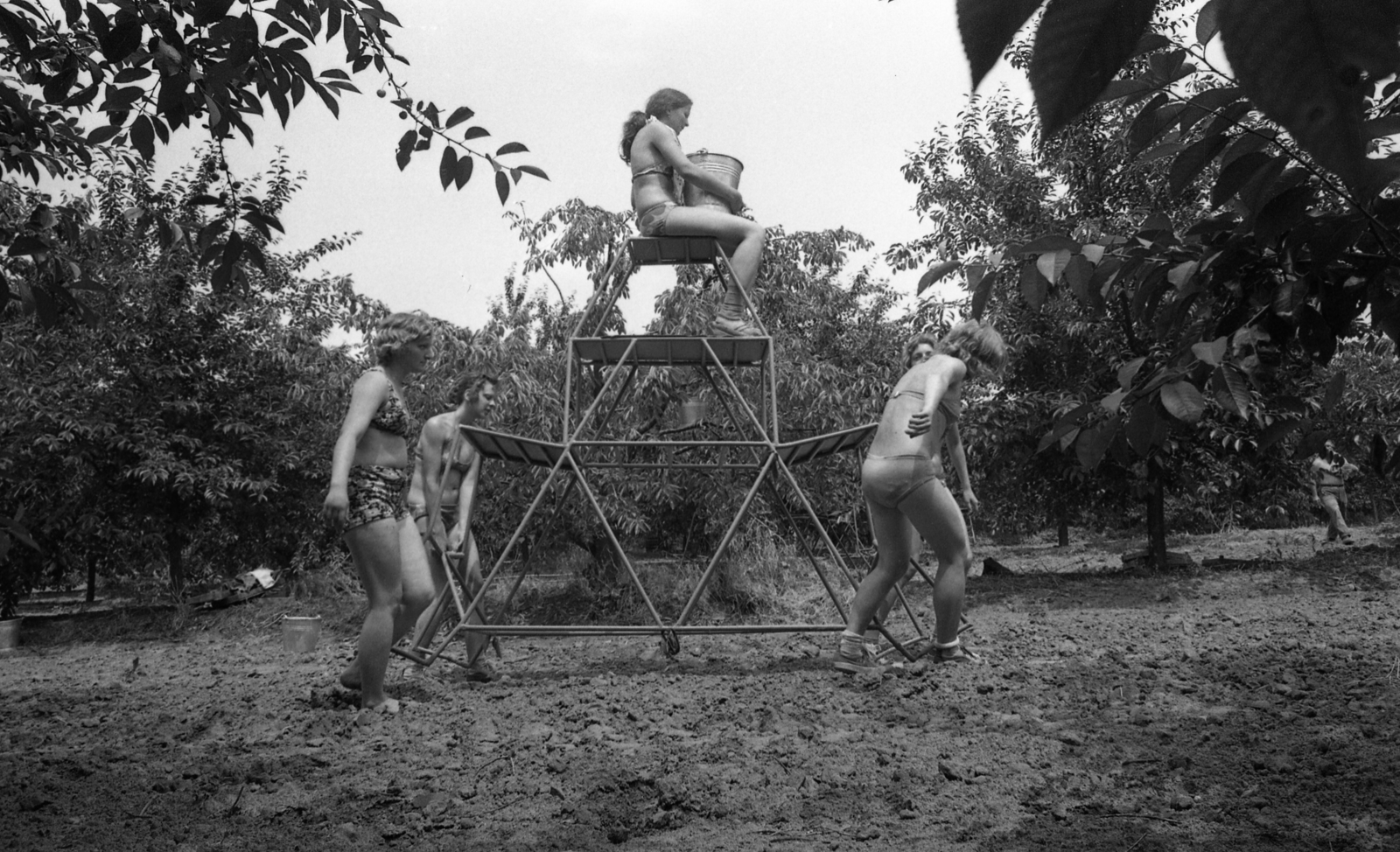 Hungary, Lengyeltóti, a Kállai Éva KISZ-tábor lakói cseresznyeszedésen a helyi állami gazdaságban., 1974, Urbán Tamás, bucket, scaffolding, engineering camp, Fortepan #88538