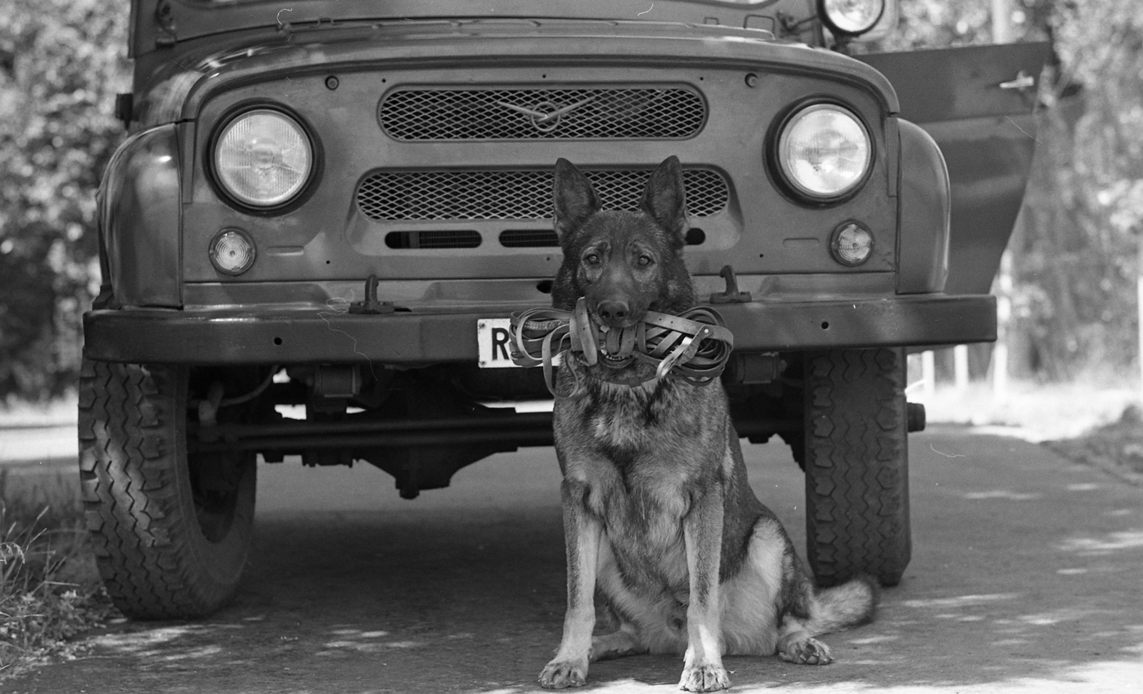Hungary, 1976, Urbán Tamás, dog, Soviet brand, UAZ-brand, Jeep, off-roader, German shepherd, police dog, Fortepan #88743