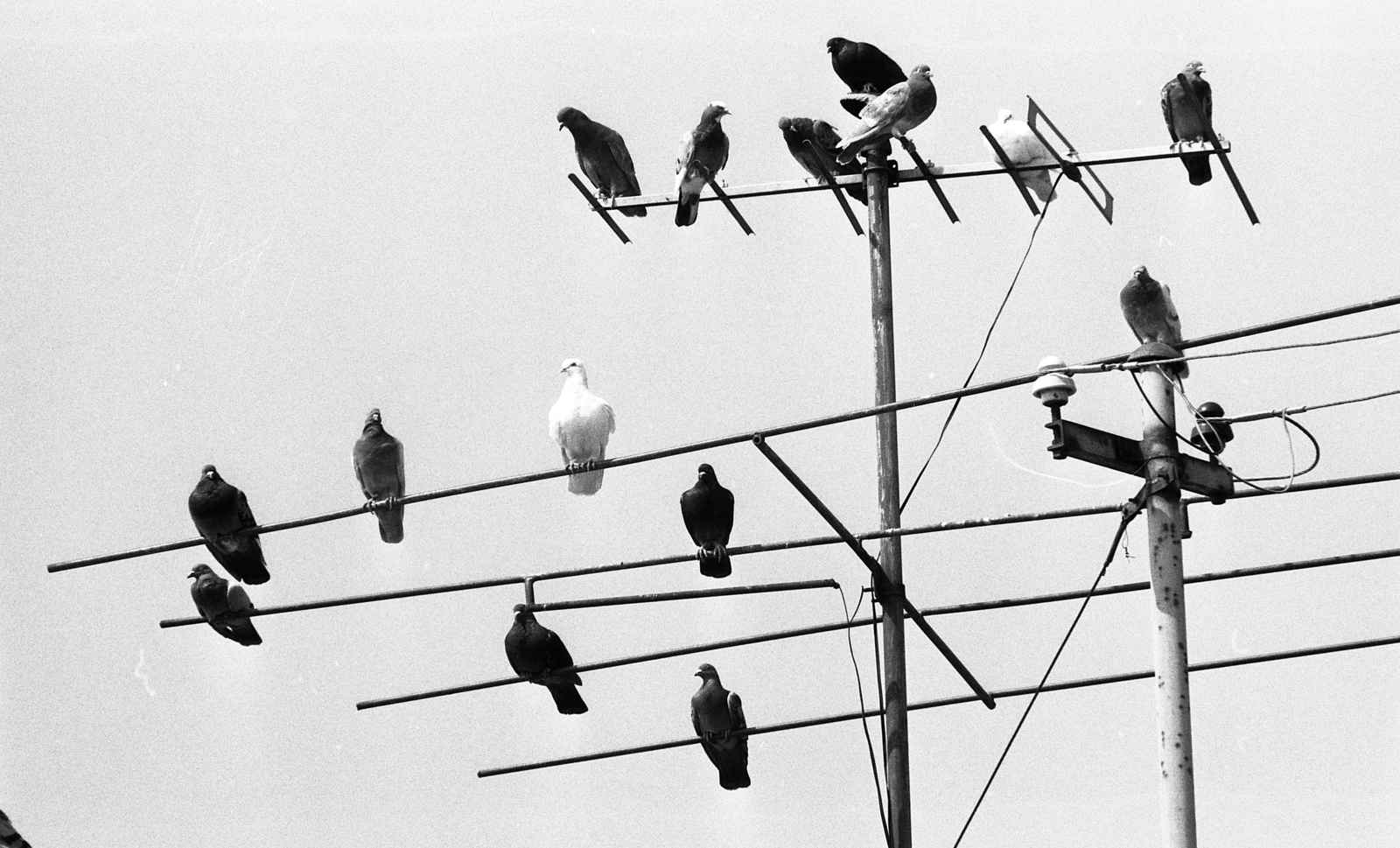 Hungary, 1976, Urbán Tamás, bird, aerial, dove, Fortepan #88744