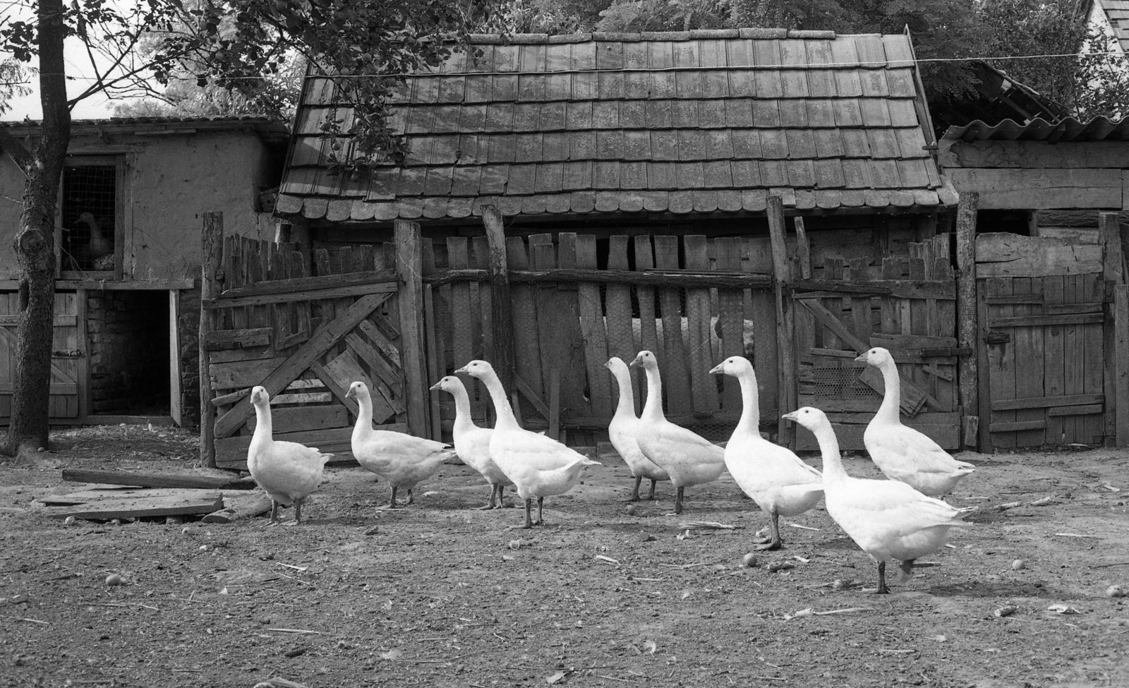 Magyarország, 1976, Urbán Tamás, liba, Fortepan #88754