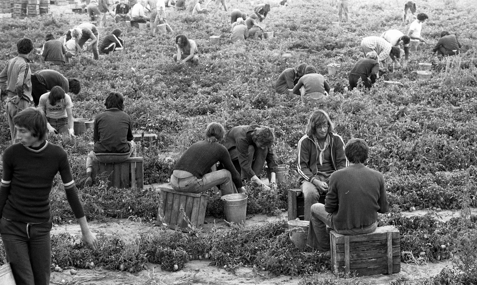 Magyarország, Tiszakécske, Újbög, KISZ építőtábor, krumpliszedés., 1976, Urbán Tamás, vödör, melegítő, krumpli, építőtábor, Fortepan #88787