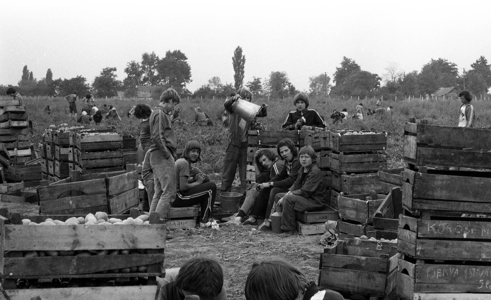 Magyarország, Tiszakécske, Újbög, KISZ építőtábor, krumpliszedés., 1976, Urbán Tamás, vödör, láda, melegítő, krumpli, építőtábor, Fortepan #88789
