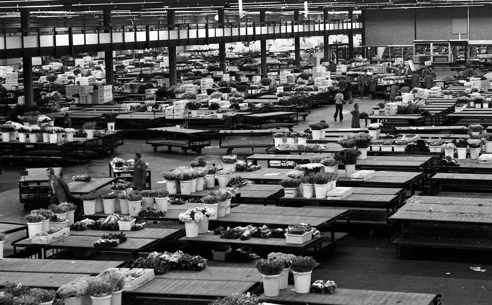 Hollandia, Aalsmeer, virágnagykereskedés., 1976, Urbán Tamás, virág, nagybani piac, Fortepan #88795