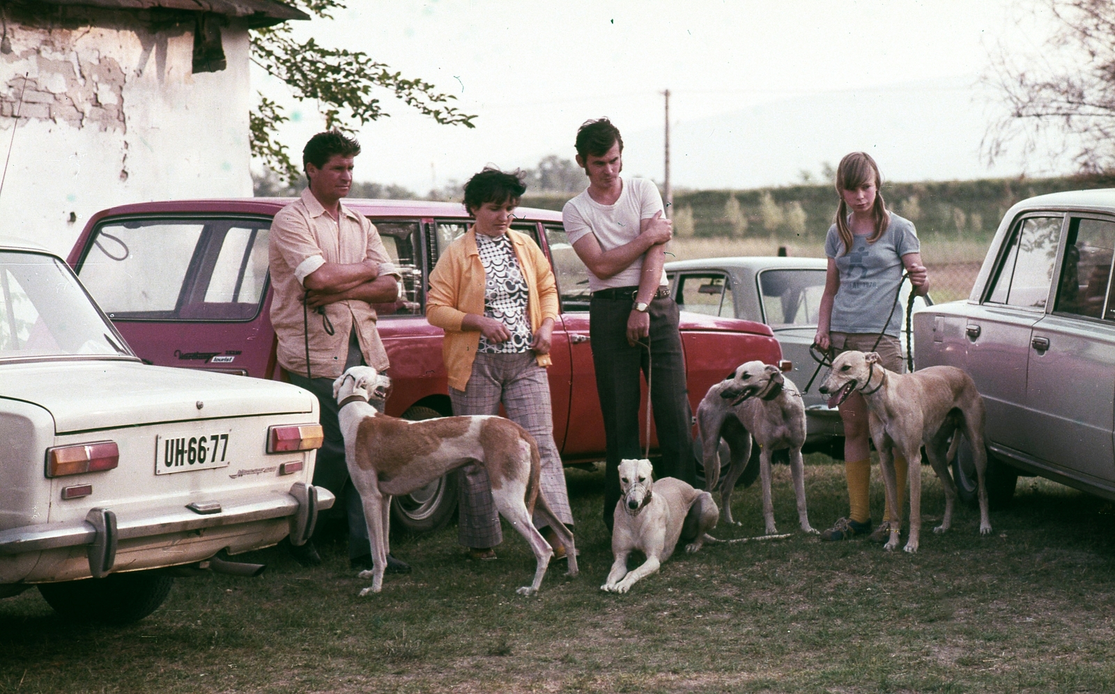 Hungary, Tahitótfalu, agárverseny résztvevői a Pokol csárda melletti pályán., 1977, Urbán Tamás, colorful, dog, Lada-brand, competition, number plate, greyhound, greyhound racing, Fortepan #89004