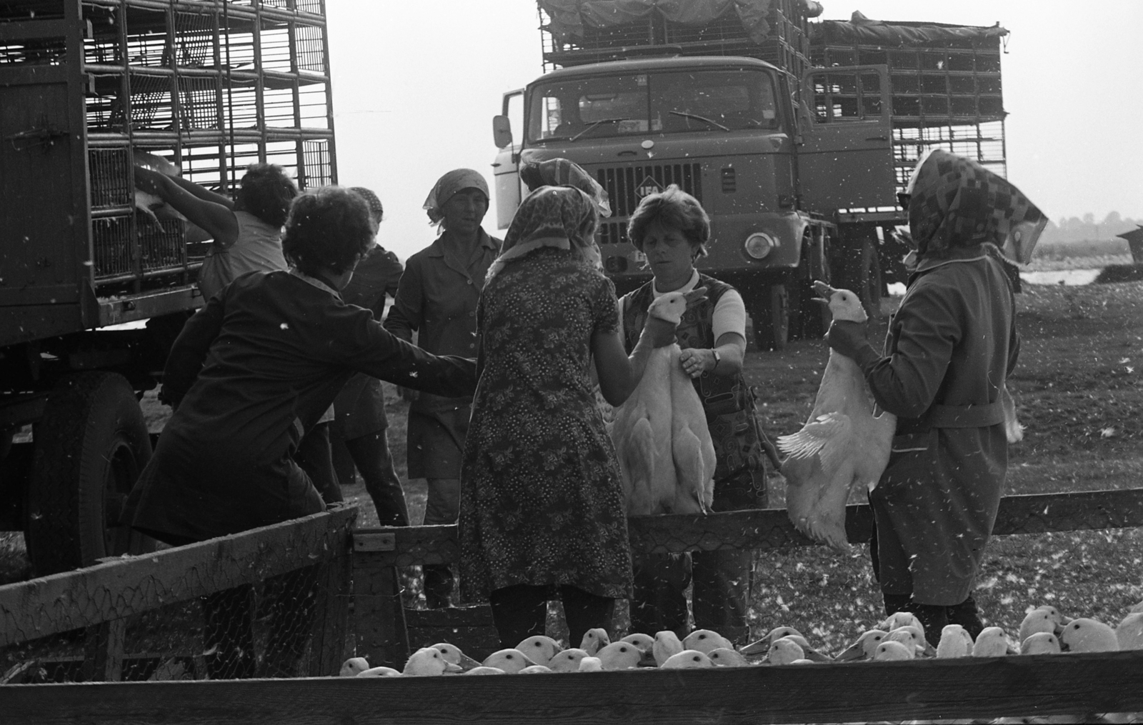 Hungary, Balmazújváros, 1977, Urbán Tamás, women, IFA-brand, poultry, goose, pen, Fortepan #89024