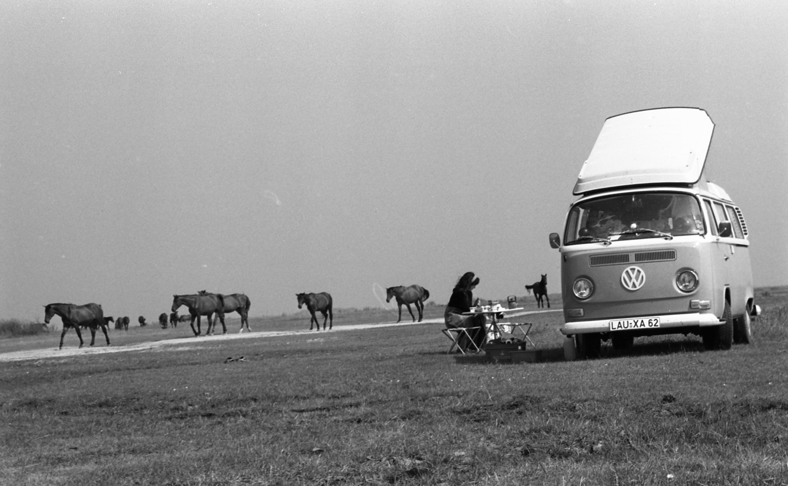 Hungary, 1977, Urbán Tamás, horse, Volkswagen-brand, minivan, herd, Fortepan #89032
