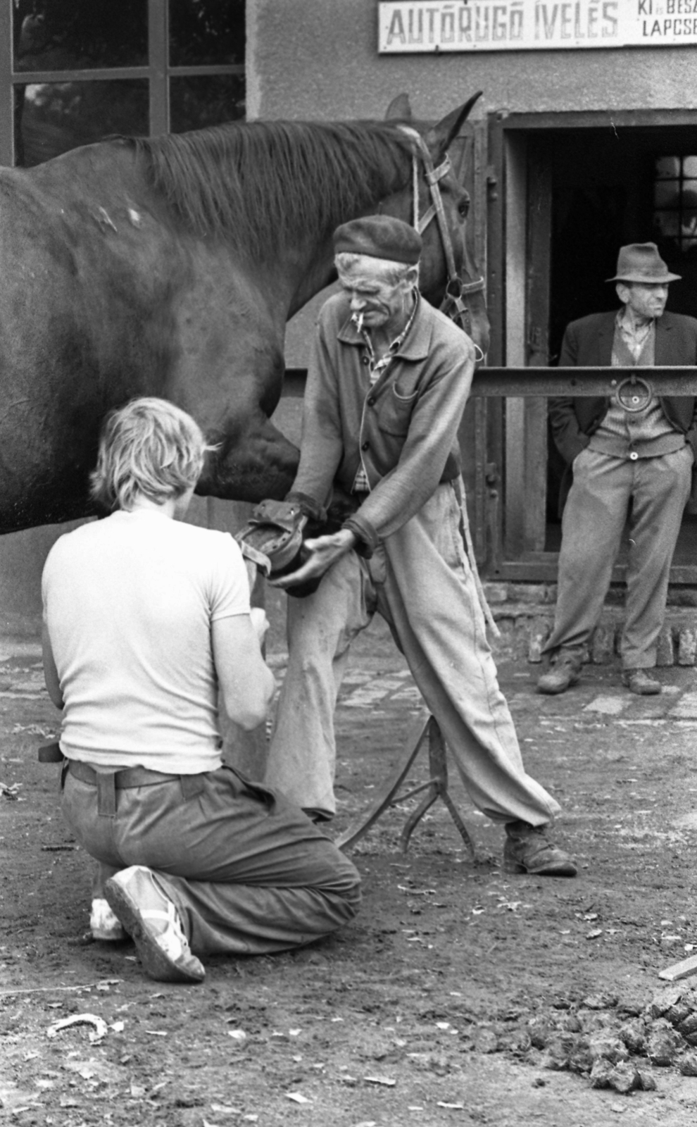 Hungary, 1977, Urbán Tamás, horse, shoeing, Fortepan #89035