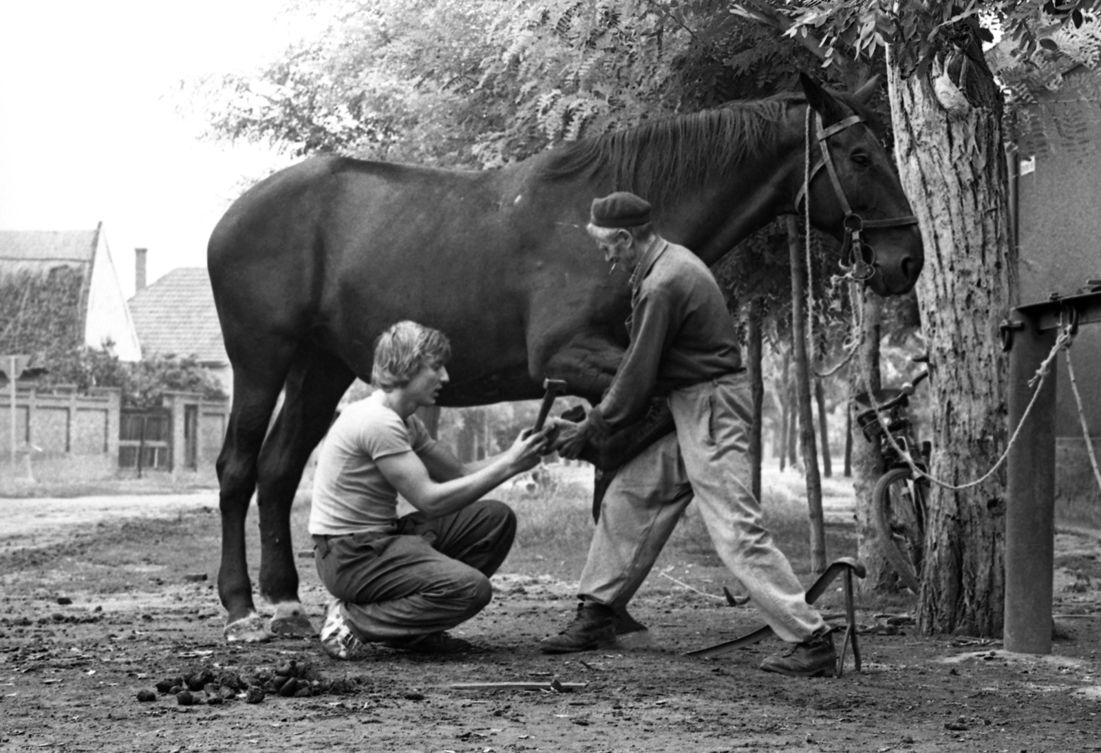 Hungary, 1977, Urbán Tamás, horse, shoeing, Fortepan #89036