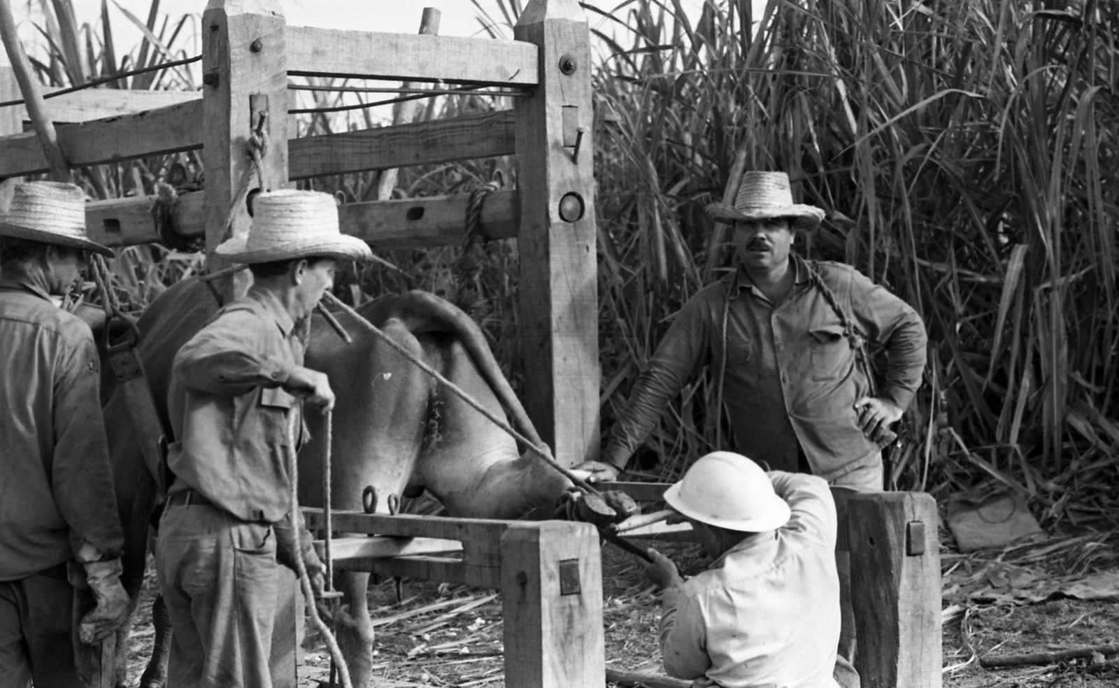 Cuba, 1978, Urbán Tamás, cattle, cigar, sugar cane, Fortepan #89064