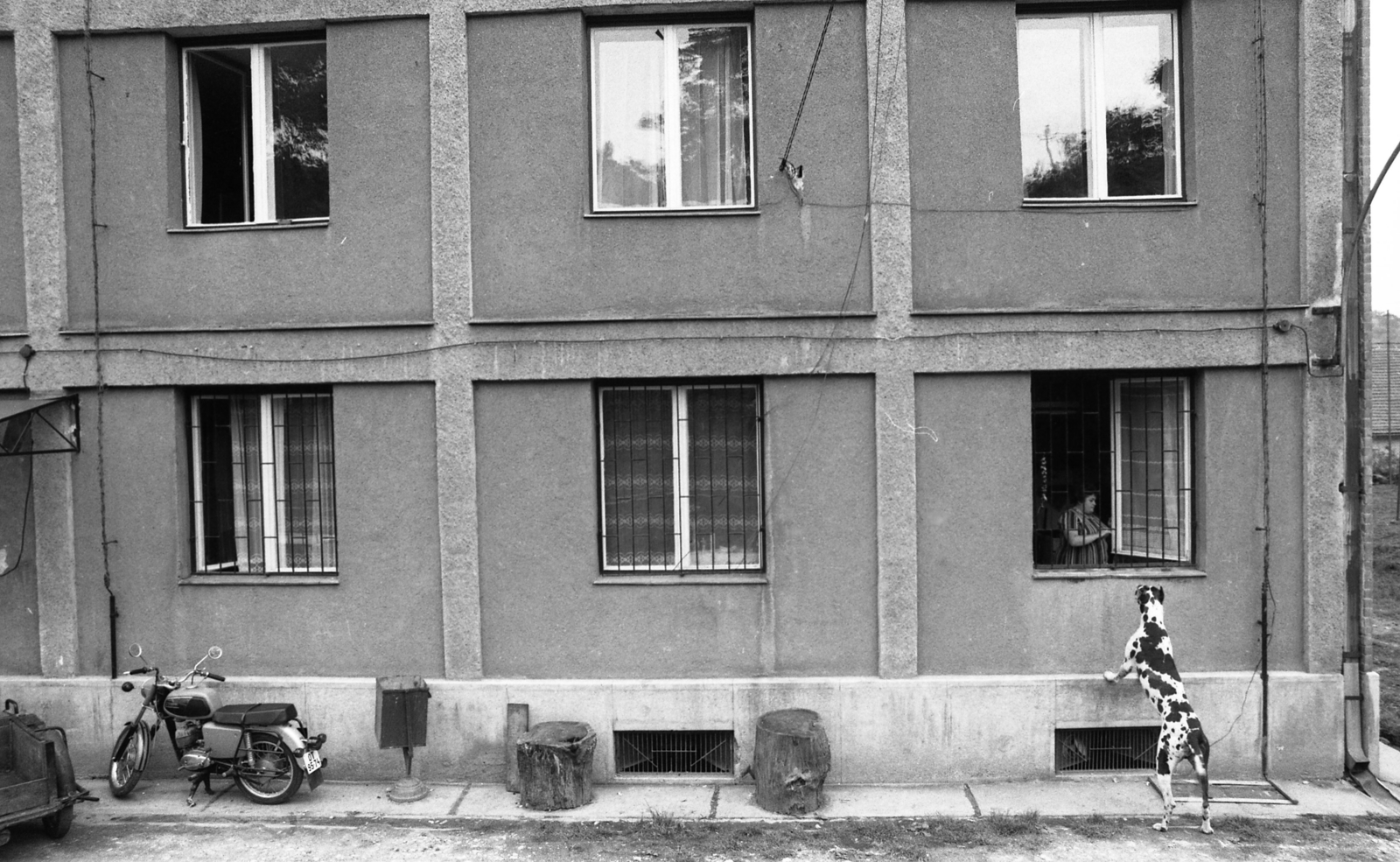 1978, Urbán Tamás, dog, handbarrow, MZ-brand, trash can, trunk, window bars, motorcycle, Fortepan #89101