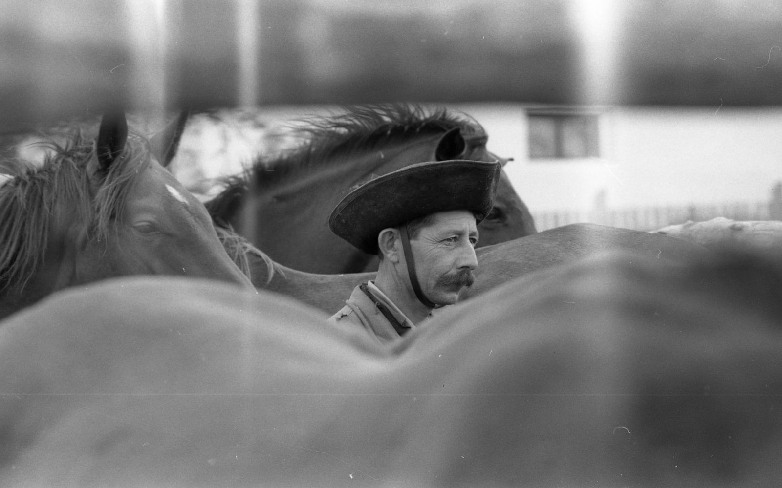 Hungary, Hortobágy, 1978, Urbán Tamás, hat, horse, moustache, wrangler, Fortepan #89122