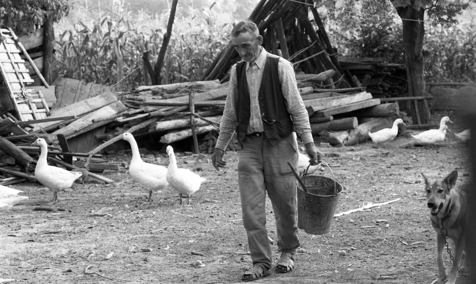 Hungary, 1976, Urbán Tamás, dog, bucket, goose, Fortepan #89366