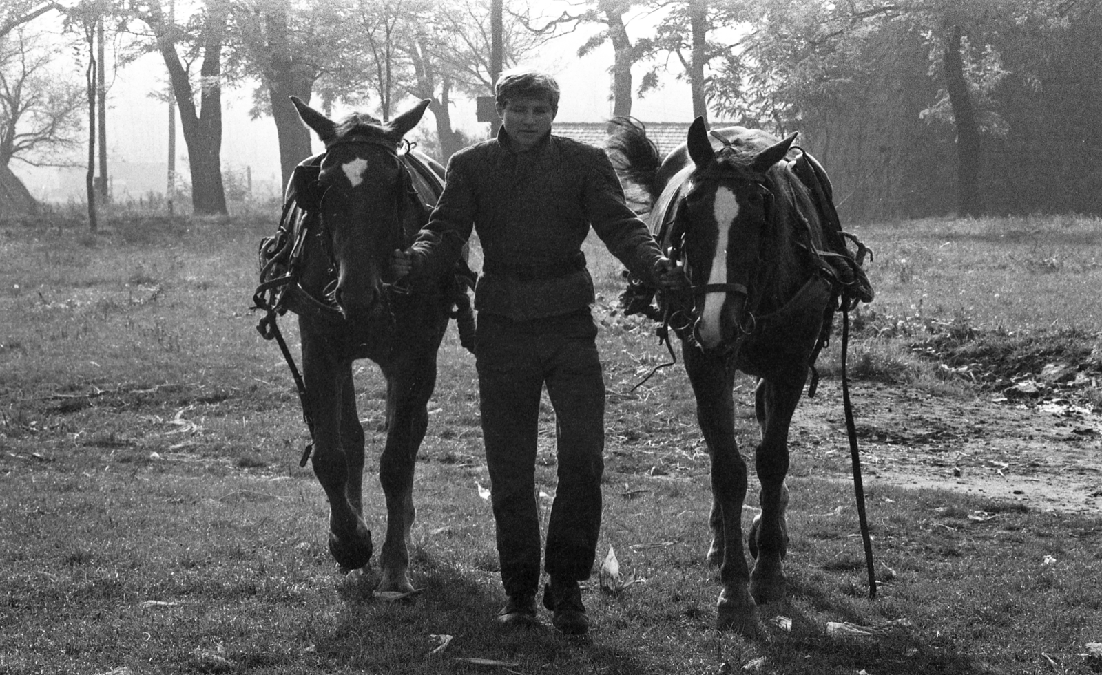 Hungary, Aszód, Művelődésügyi Minisztérium 2. sz. Fiúnevelő Intézete., 1974, Urbán Tamás, horse, Fortepan #89503