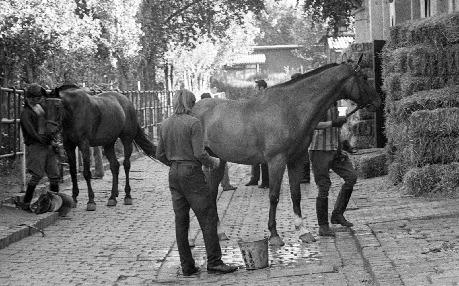 Magyarország, Budapest VIII., Kerepesi út 7., Nemzeti Lovarda (Tattersall), istállósor., 1974, Urbán Tamás, ló, vödör, szalma, Budapest, öttusa, Fortepan #89861