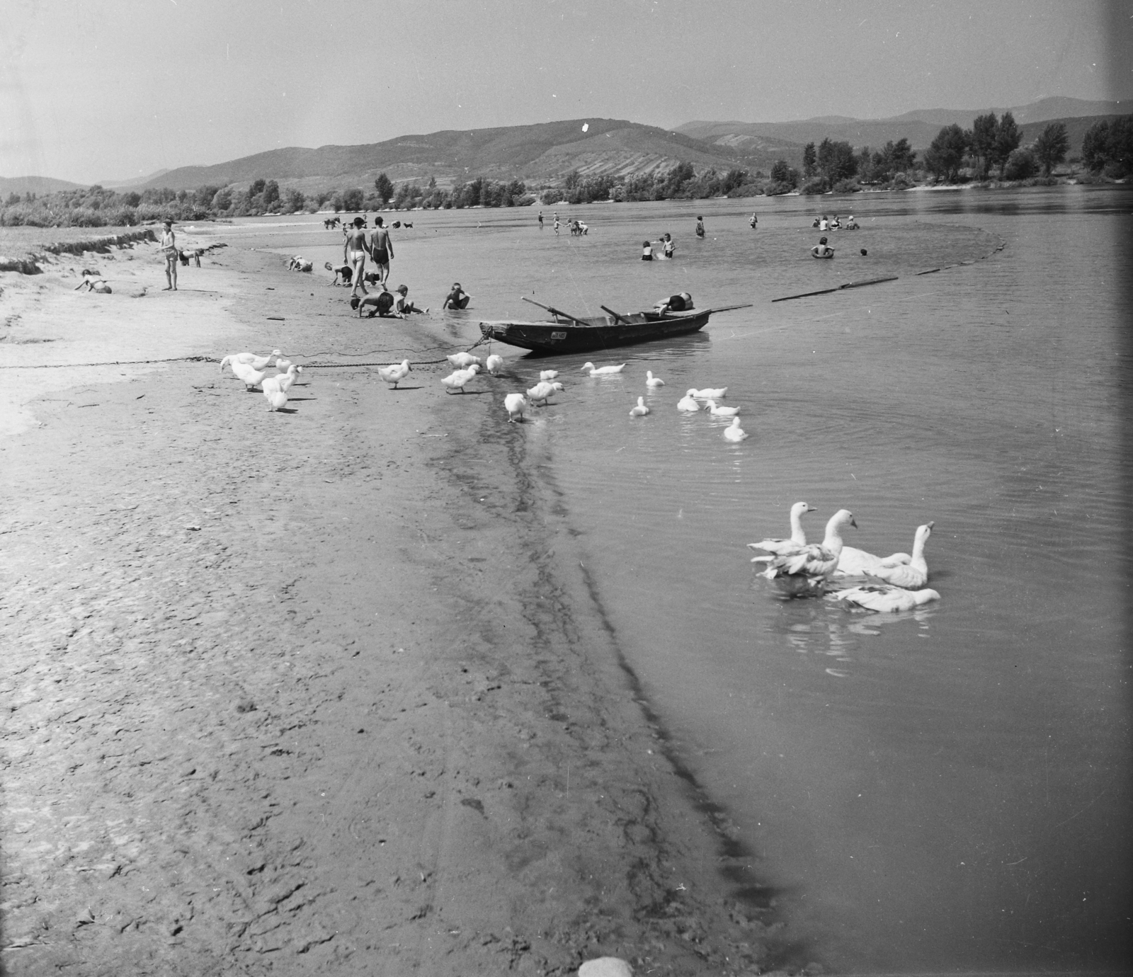 Hungary, Dunabogdány, Strand., 1955, UVATERV, egy dunai hajóút, shore, poultry, bath, Fortepan #91183