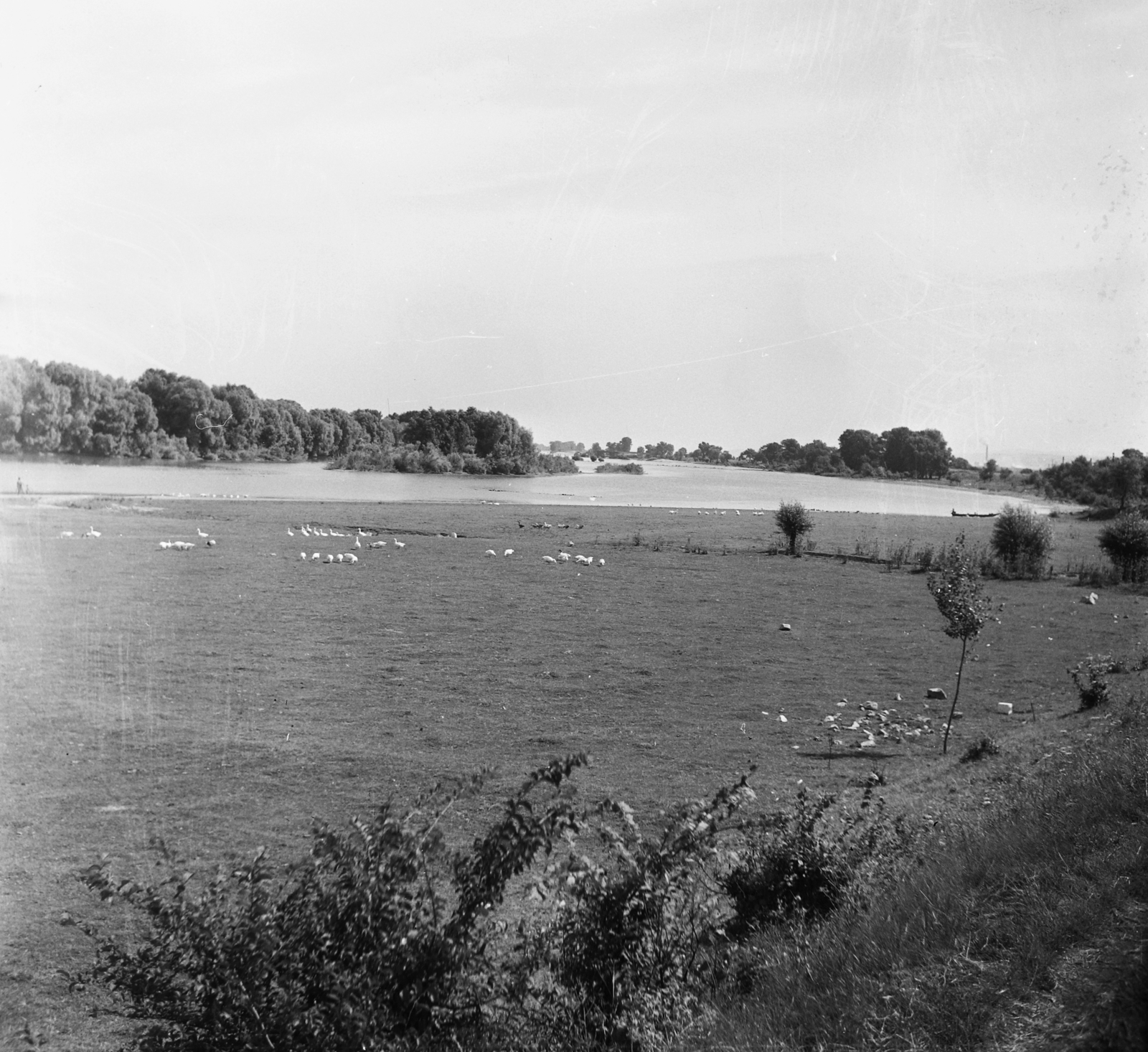 Hungary, Komarno, Szőny (ekkor önálló, ma a város része), Duna-part, balra a Szőnyi szigetek., 1955, UVATERV, egy dunai hajóút, meadow, shore, poultry, Fortepan #91250